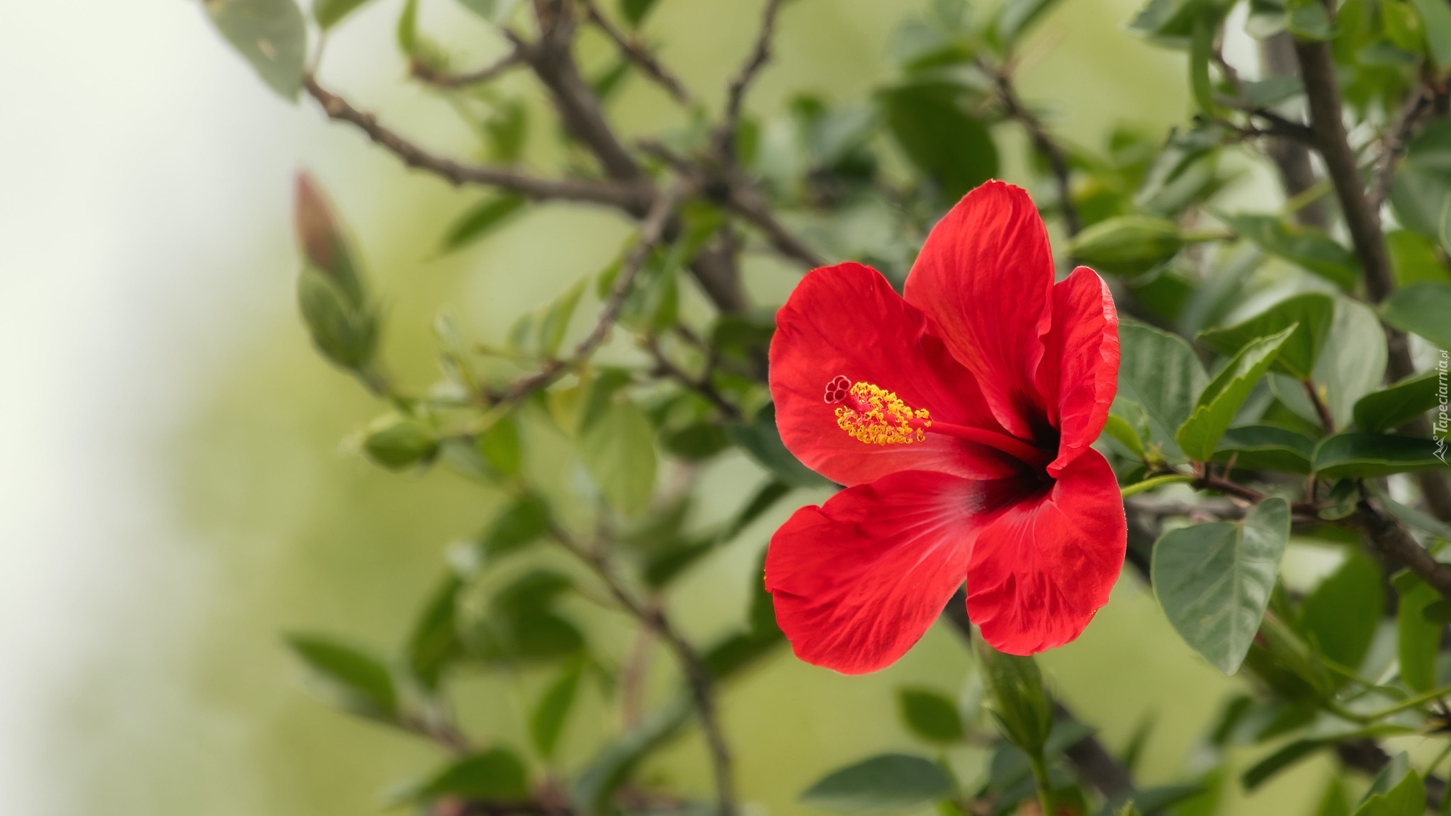 Kwiat, Hibiskus, Gałązka, Liście