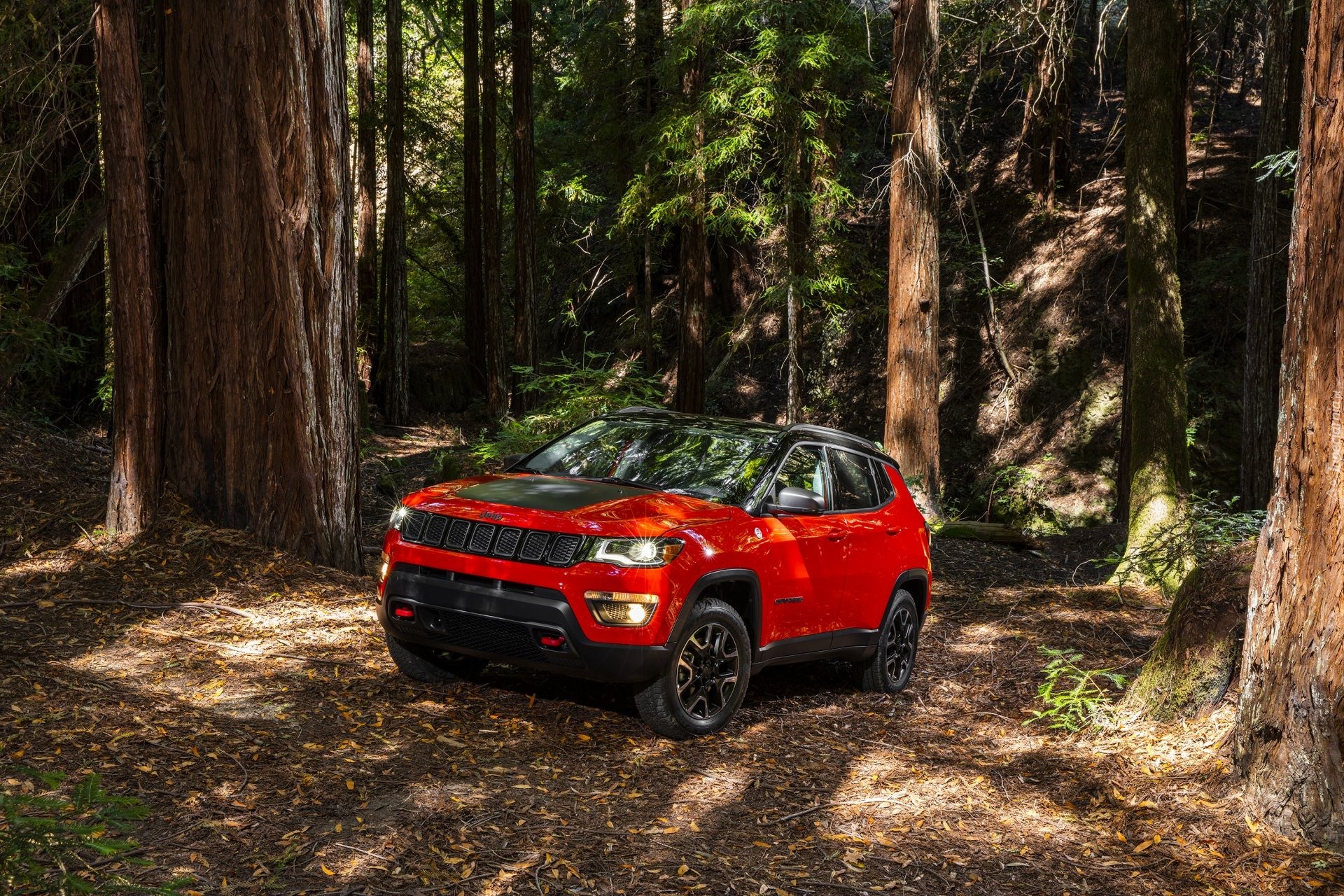 Czerwony, Jeep Compass Trailhawk, 2017, Las