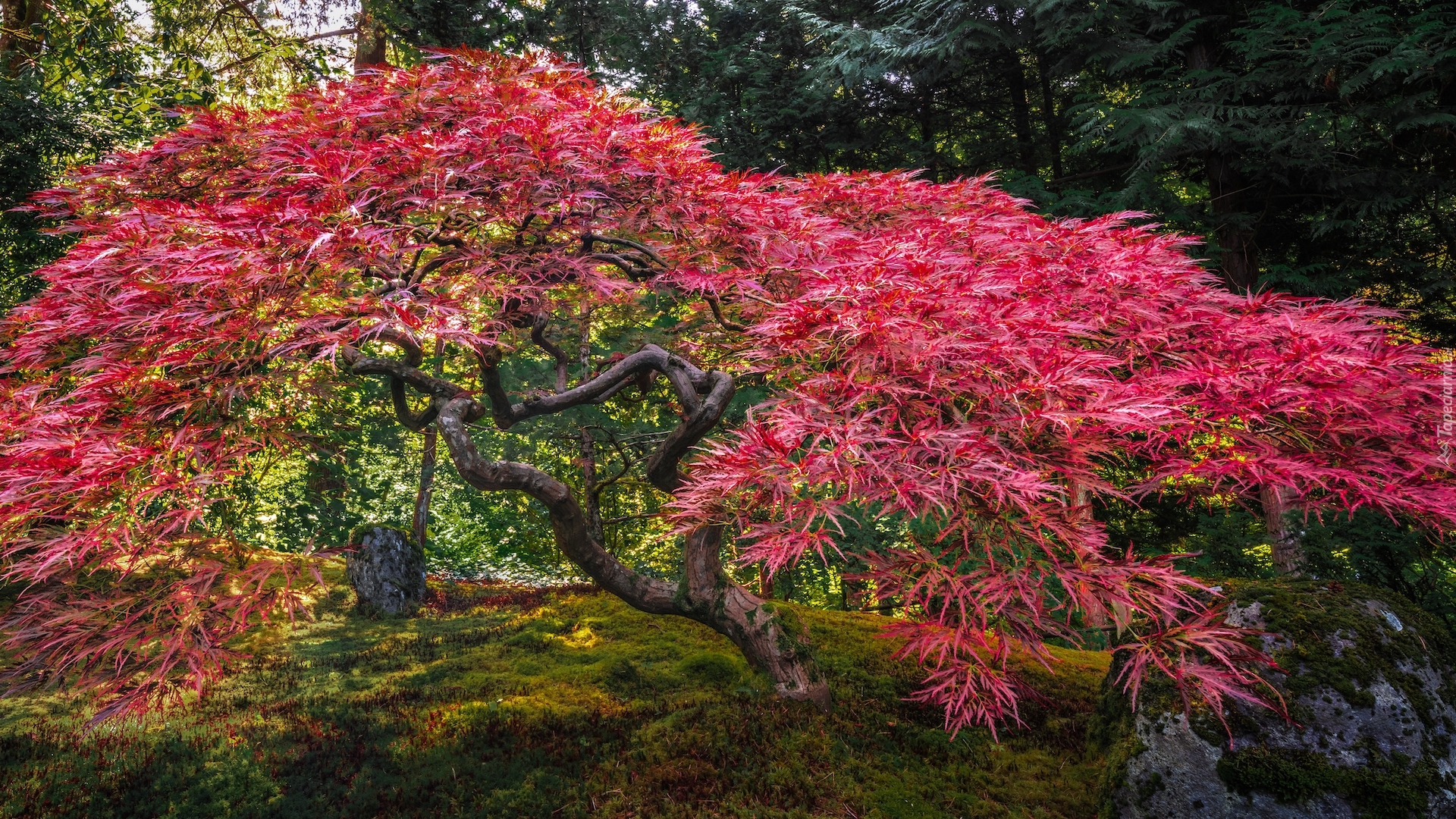 Ogród, Portland Japanese Garden, Drzewo, Klon palmowy, Portland, Stan Oregon, Stany Zjednoczone