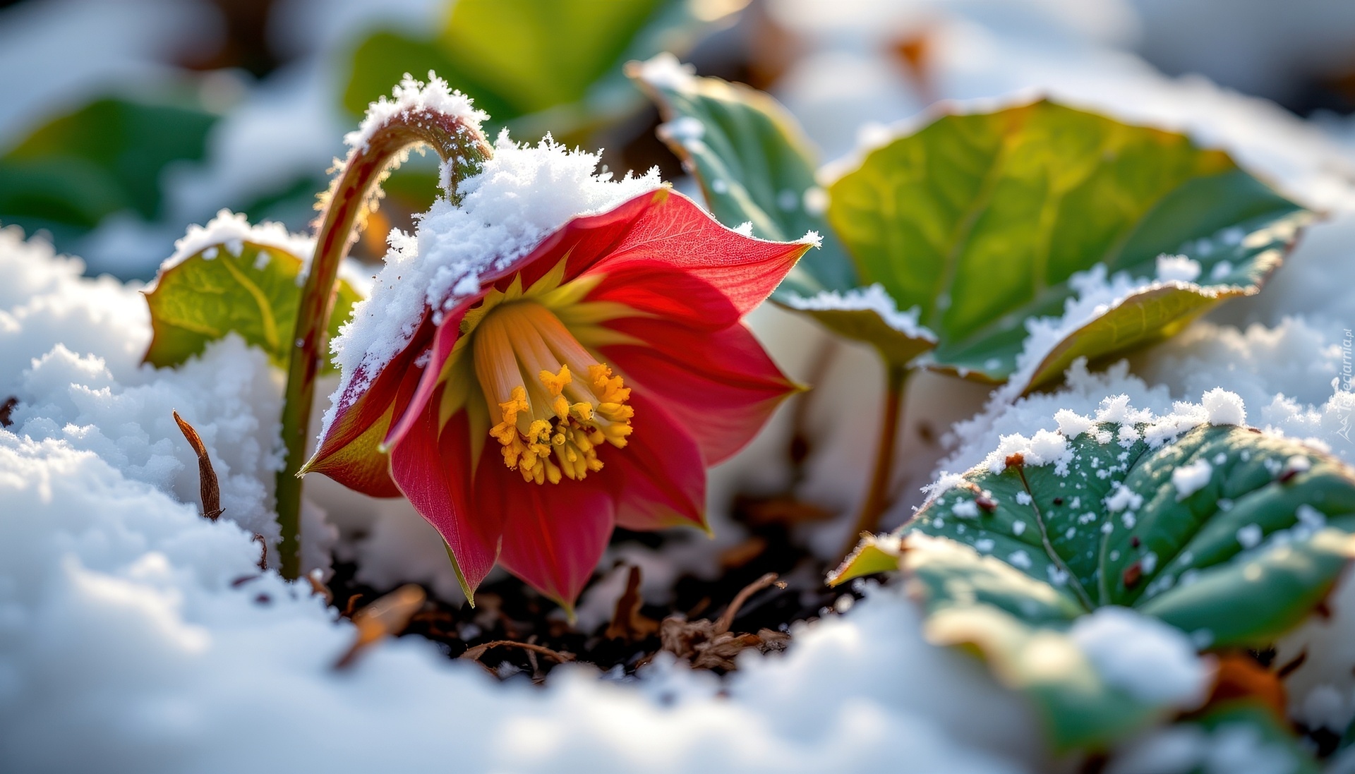 Kwiat, Czerwony, Liście, Śnieg, Grafika AI