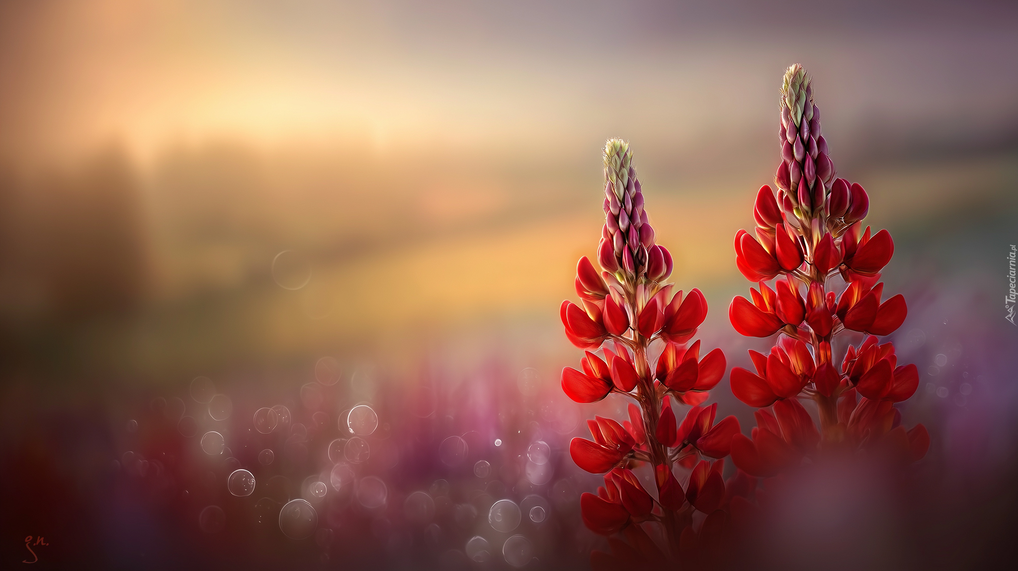 Łubin, Czerwone, Kwiaty, Grafika AI