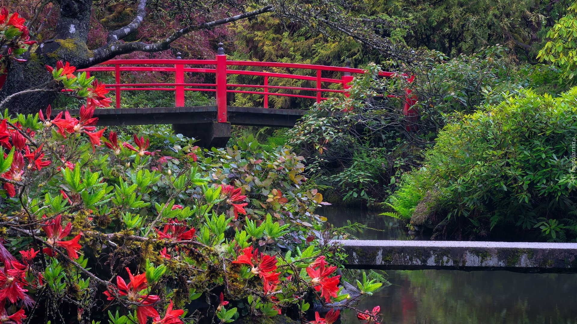 Ogród, Czerwony, Mostek, Krzew, Różanecznik, Kubota Garden, Seattle, Stan Waszyngton, Stany Zjednoczone