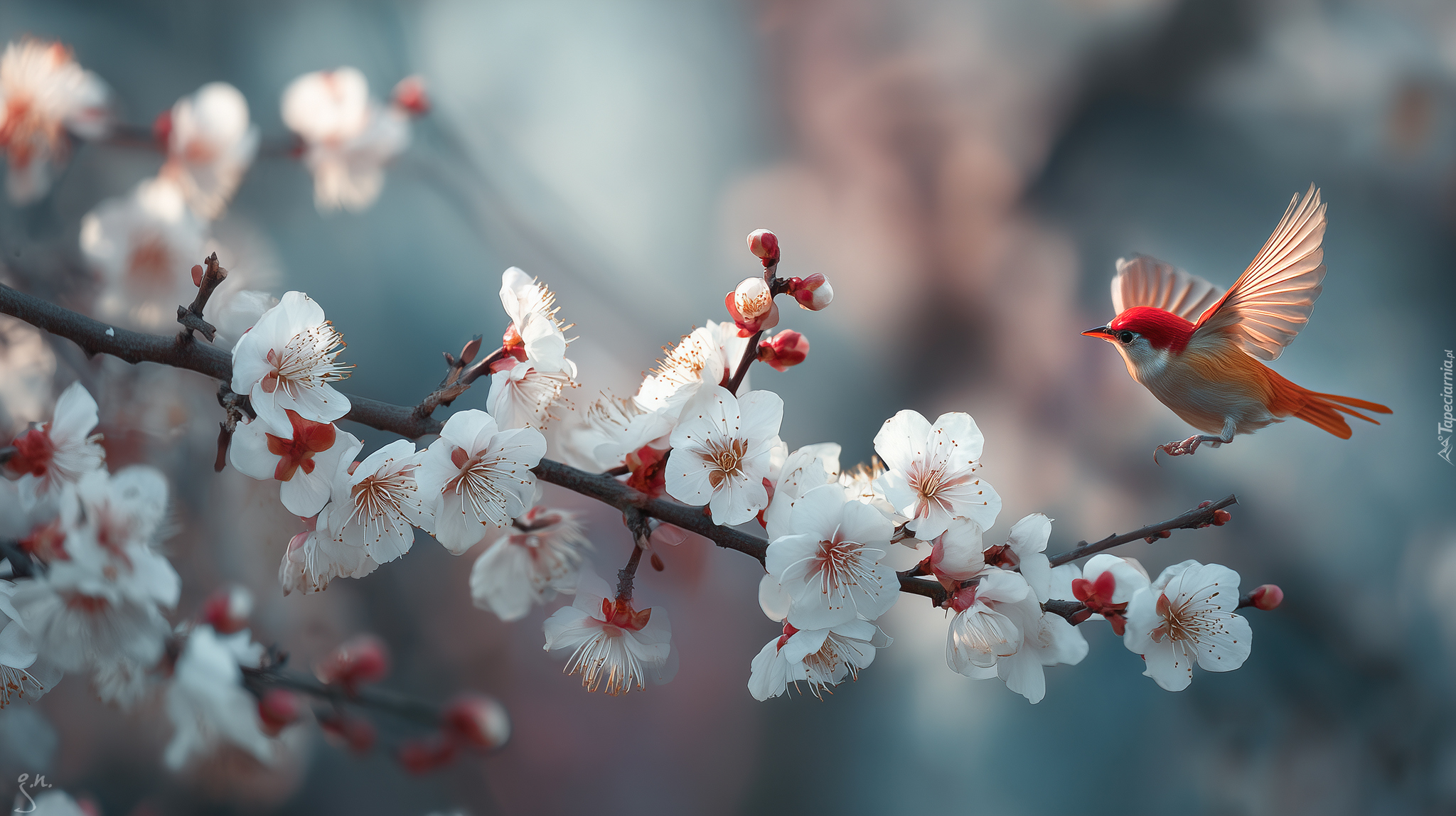 Czerwony, Ptak, Gałązka, Drzewo owocowe, Białe, Kwiaty, Grafika AI