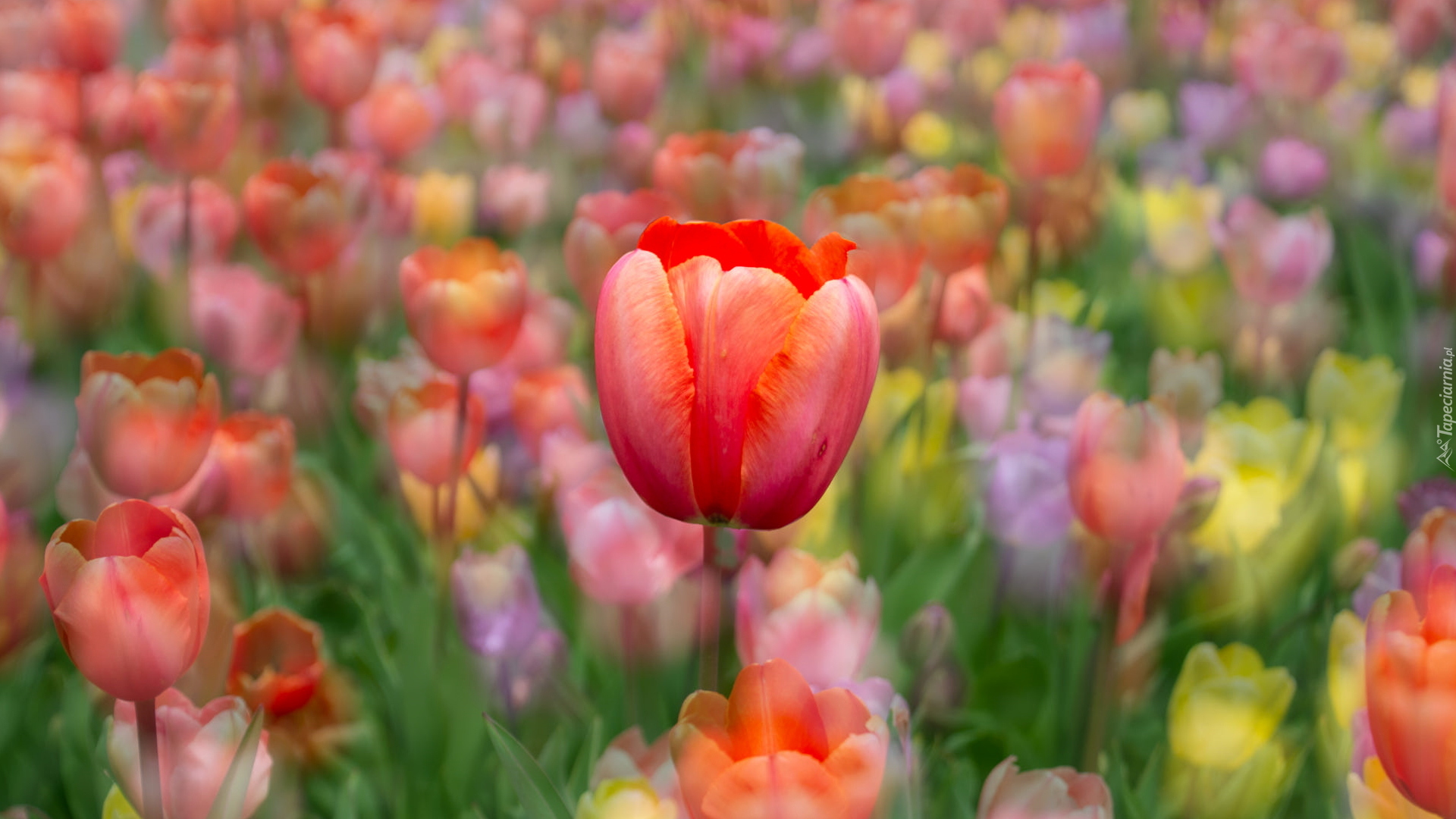 Tulipany, Czerwony, Tulipan, Kolorowe tło