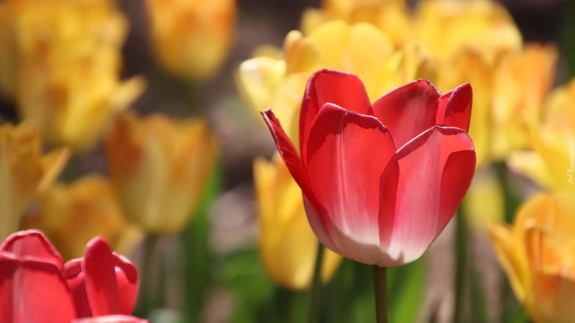 Kwiaty, Tulipany, Czerwony, Tulipan