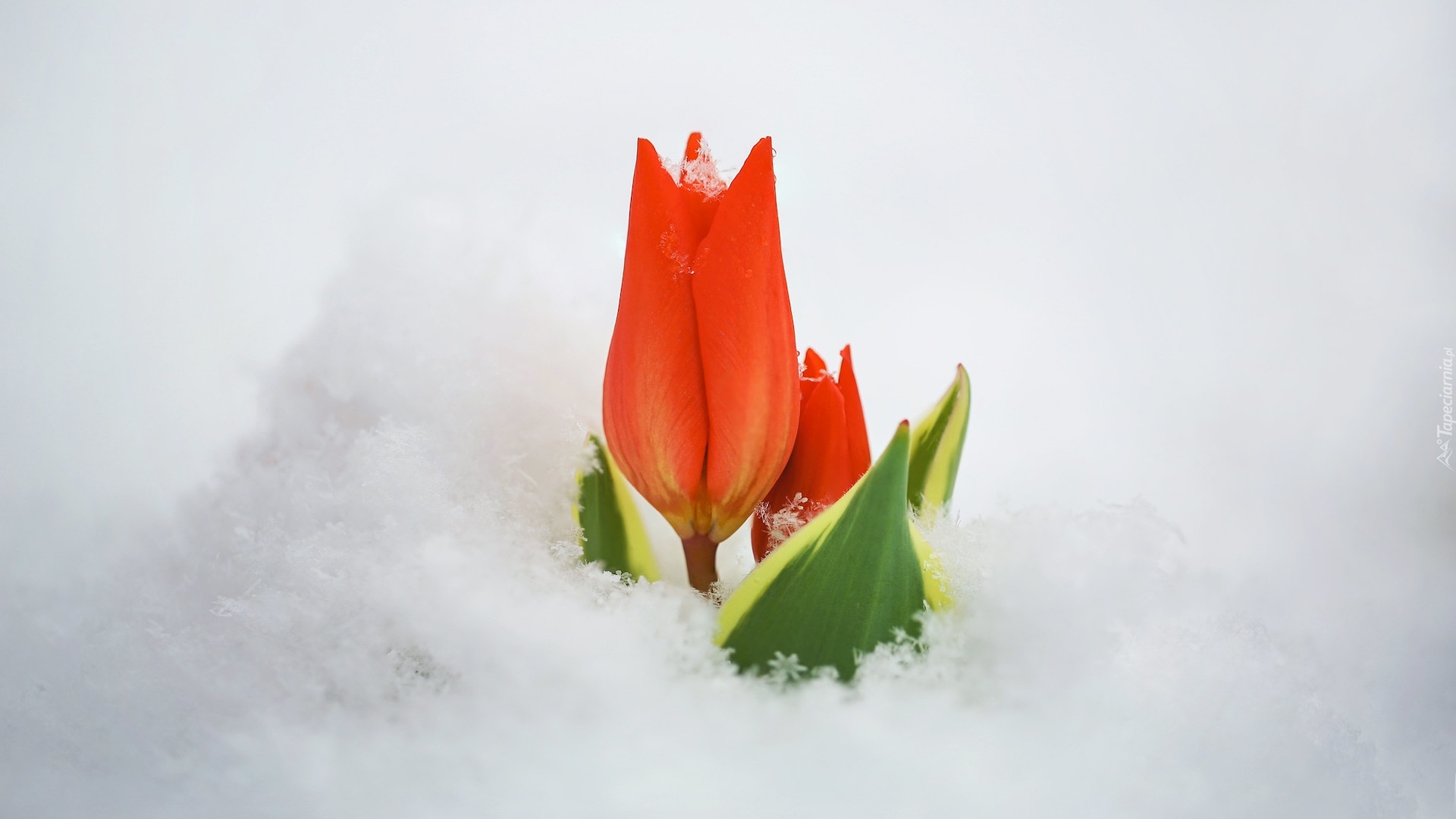 Śnieg, Czerwony, Tulipan