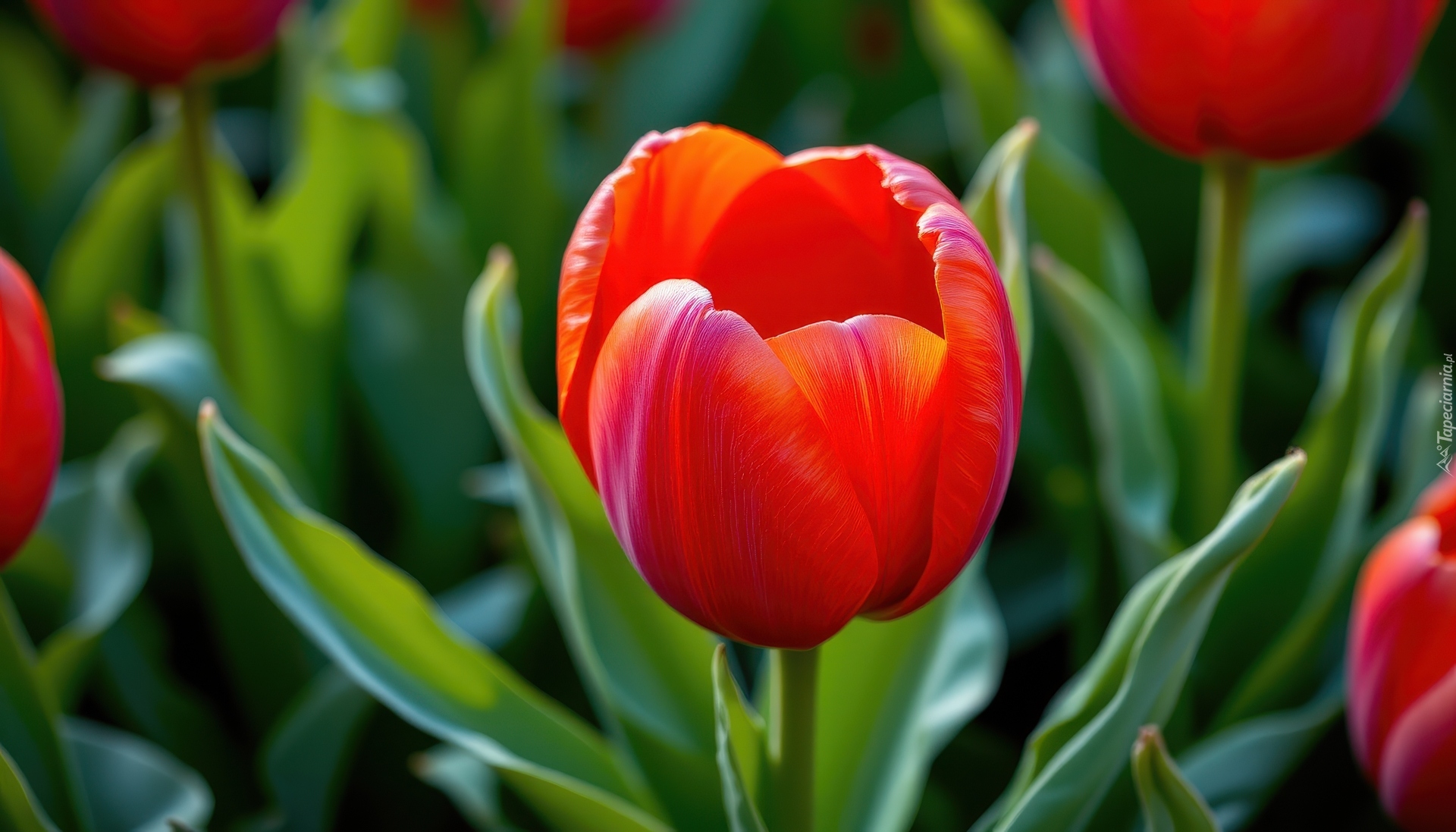 Tulipan, Czerwony, Kwiat, Listki, Zbliżenie