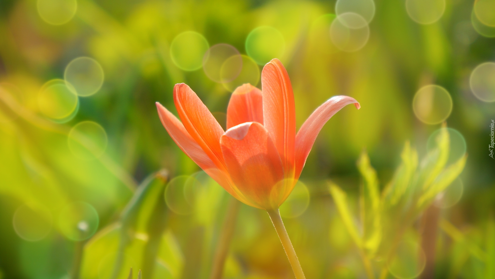 Tulipan, Czerwony, Bokeh