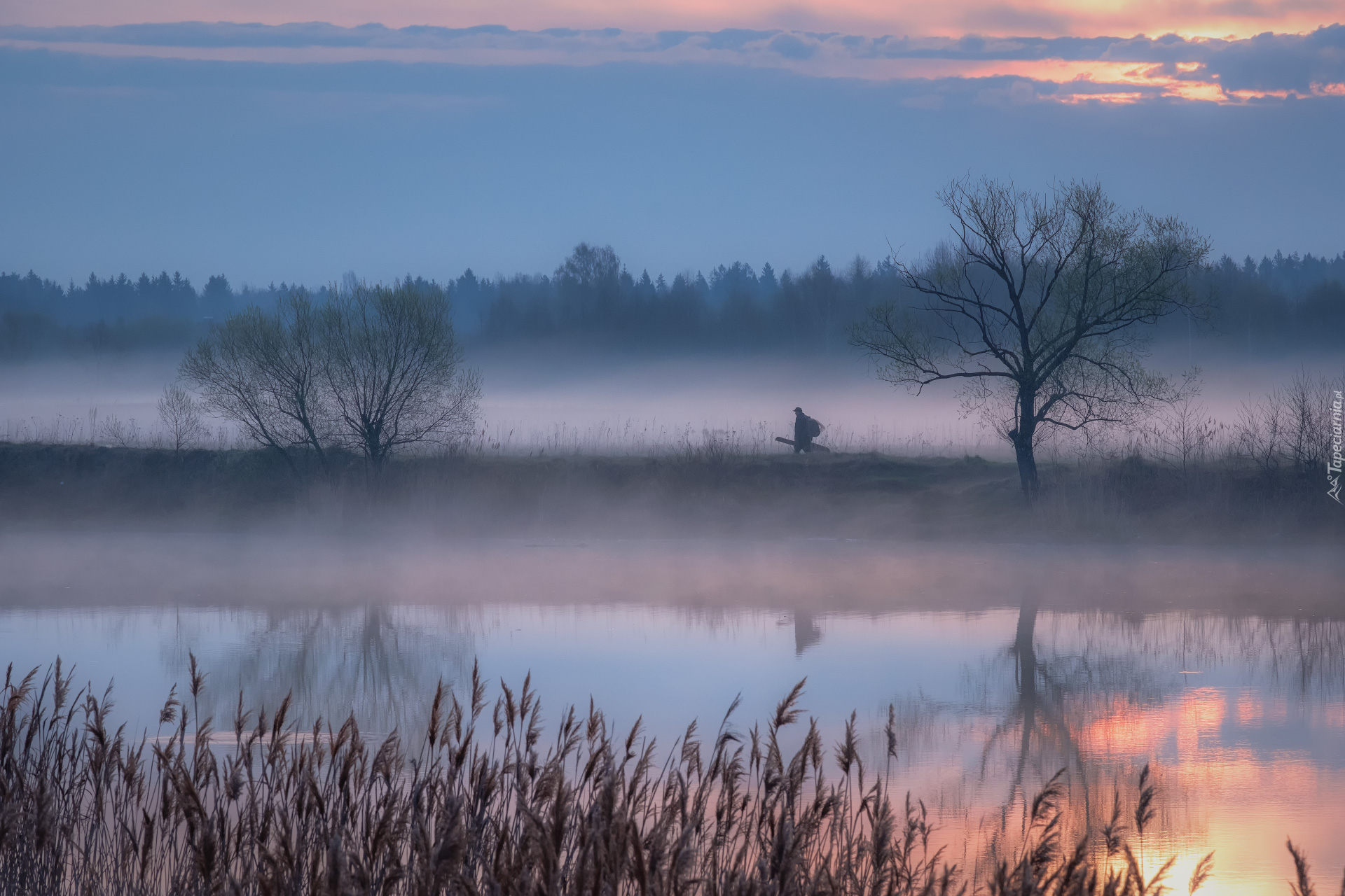 Rzeka, Mgła, Trawy, Drzewa, Człowiek