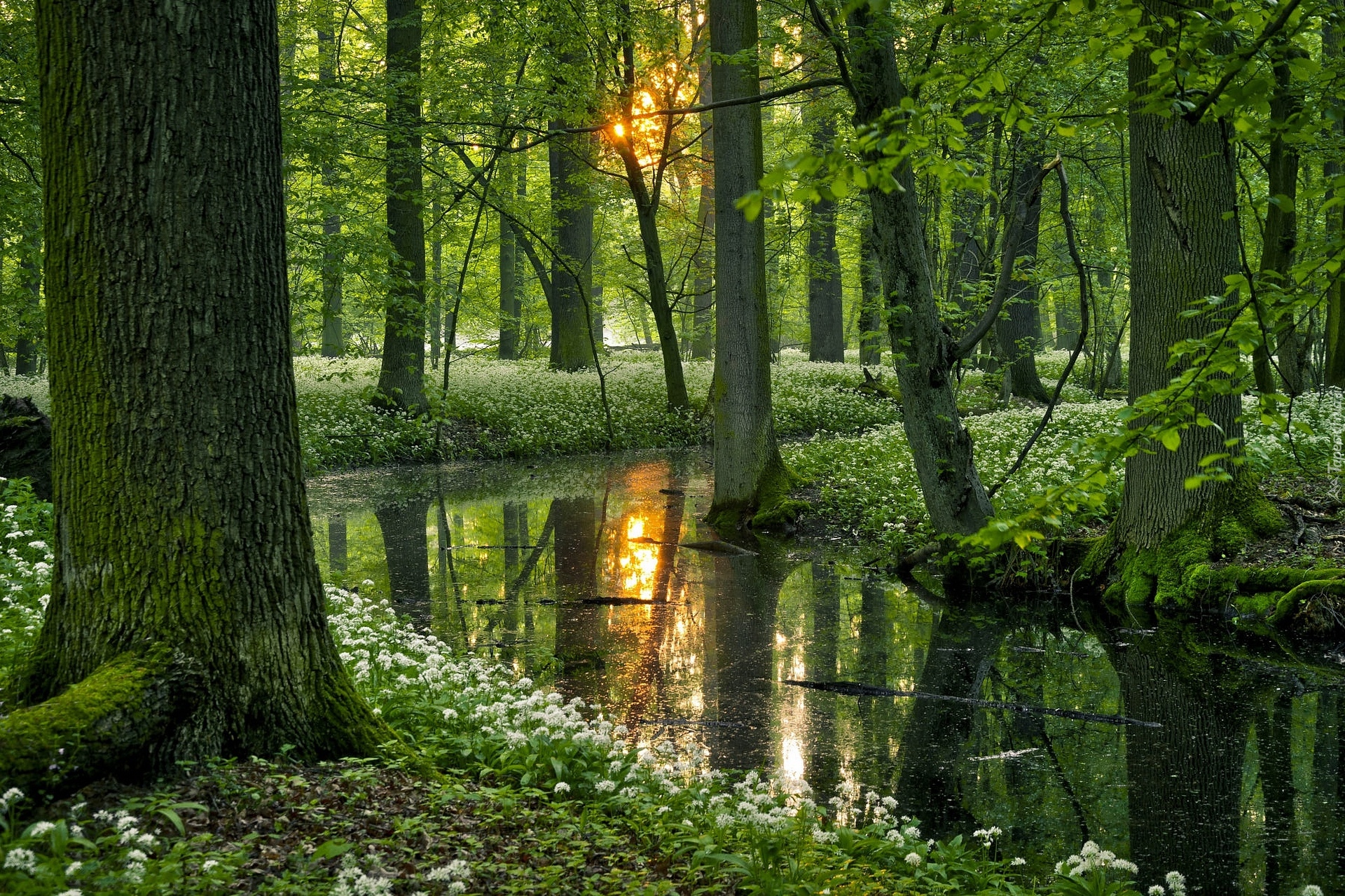 Las, Drzewa, Słońce, Gałęzie, Staw, Odbicie, Zarośla, Pnie, Liście, Kwiaty, Czosnek niedźwiedzi, Wiosna