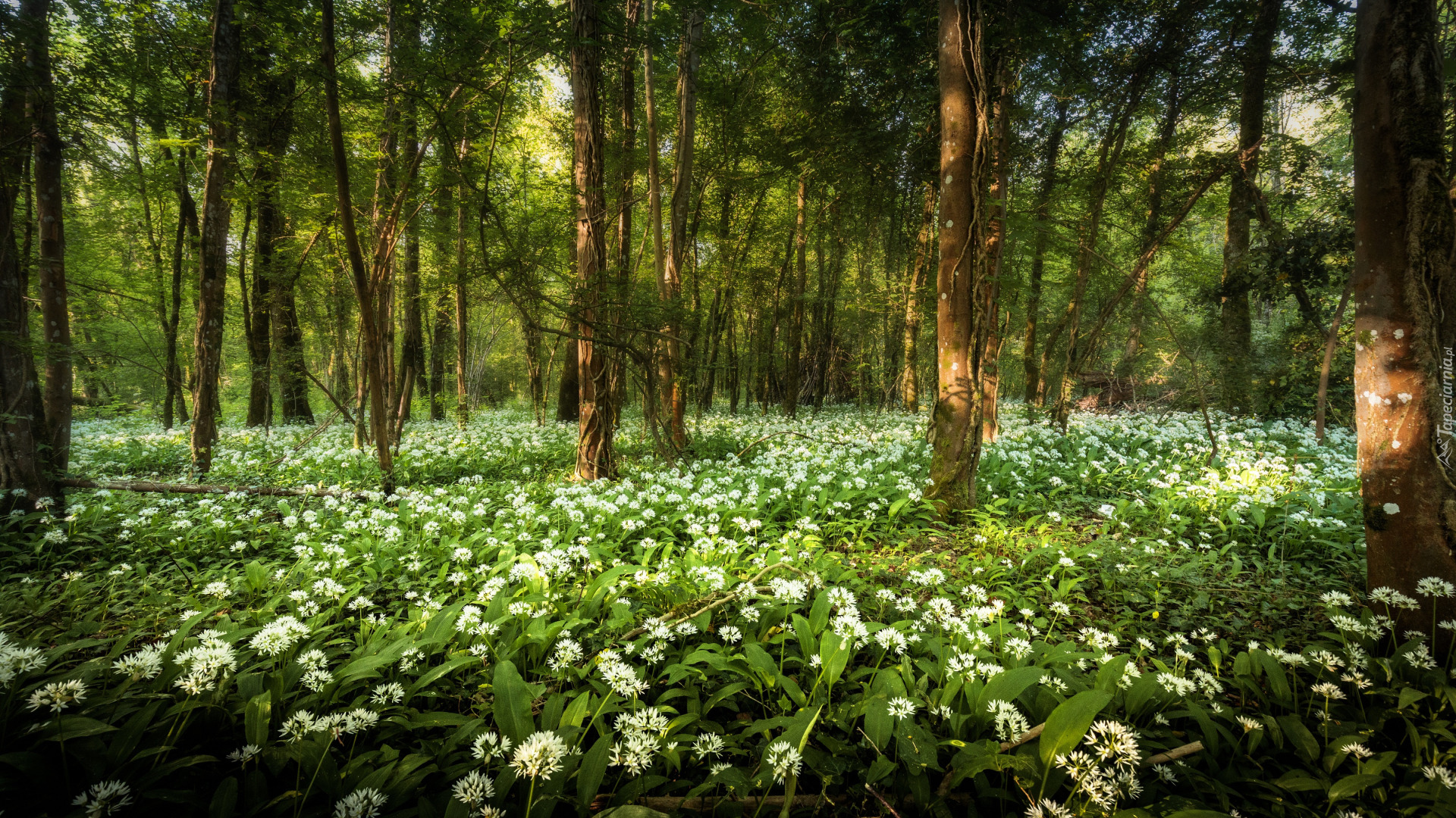Las, Drzewa, Wiosna, Czosnek niedźwiedzi, Kwiaty