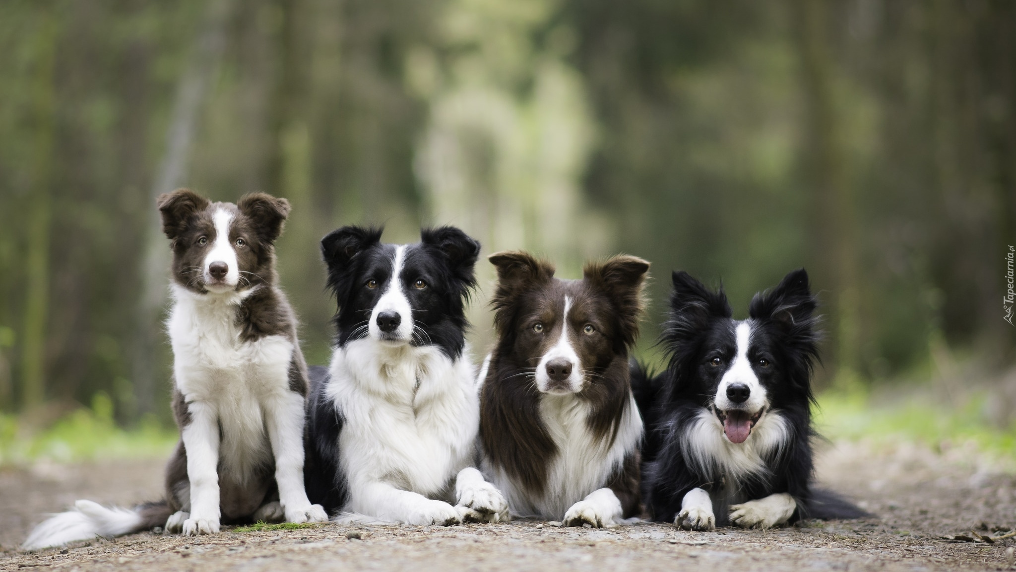 Cztery, Psy, Border collie, Alejka
