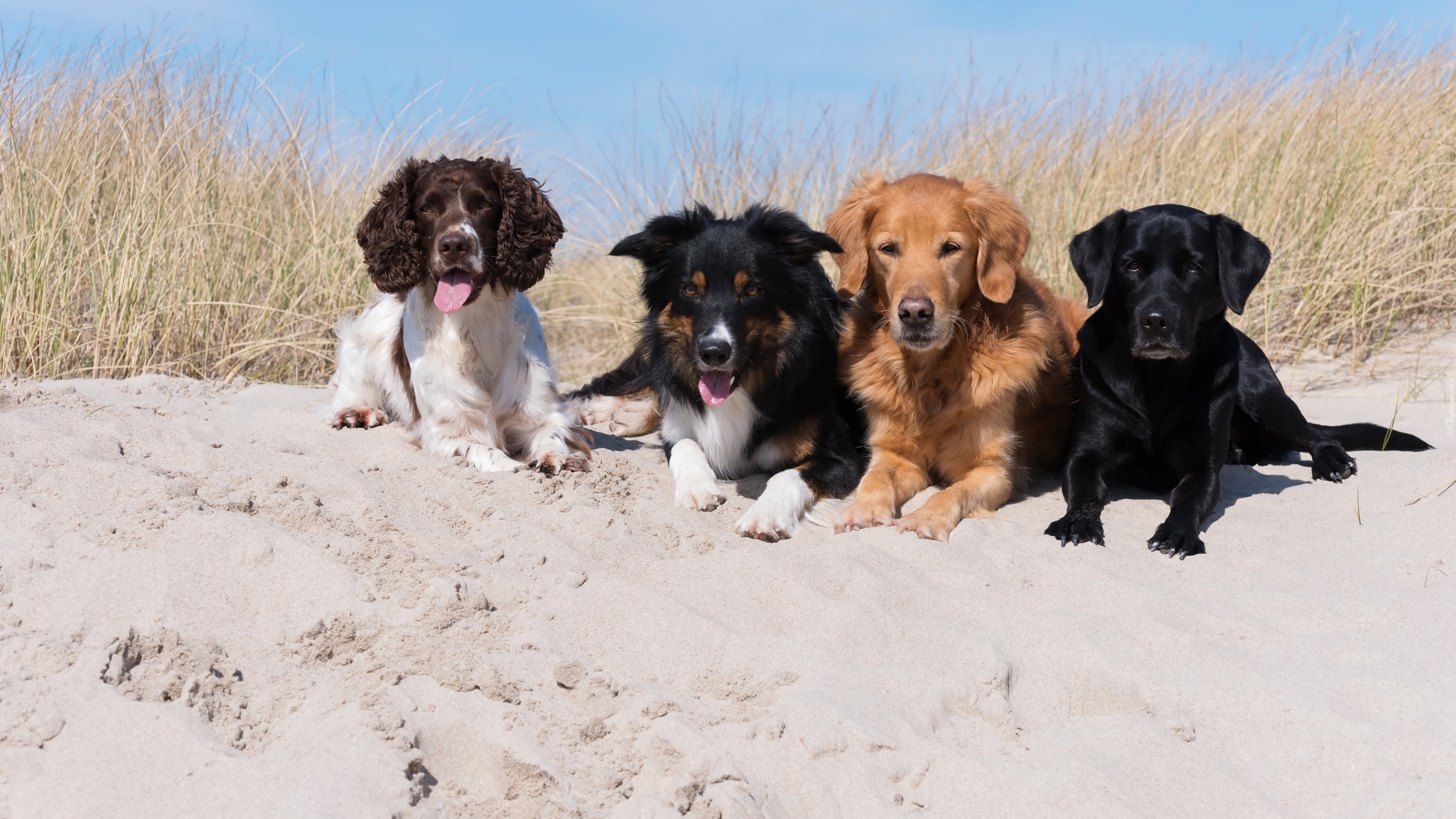 Cztery, Psy, Spaniel angielski, Border collie, Golden retriever, Labrador retriever, Plaża, Piasek, Trawa