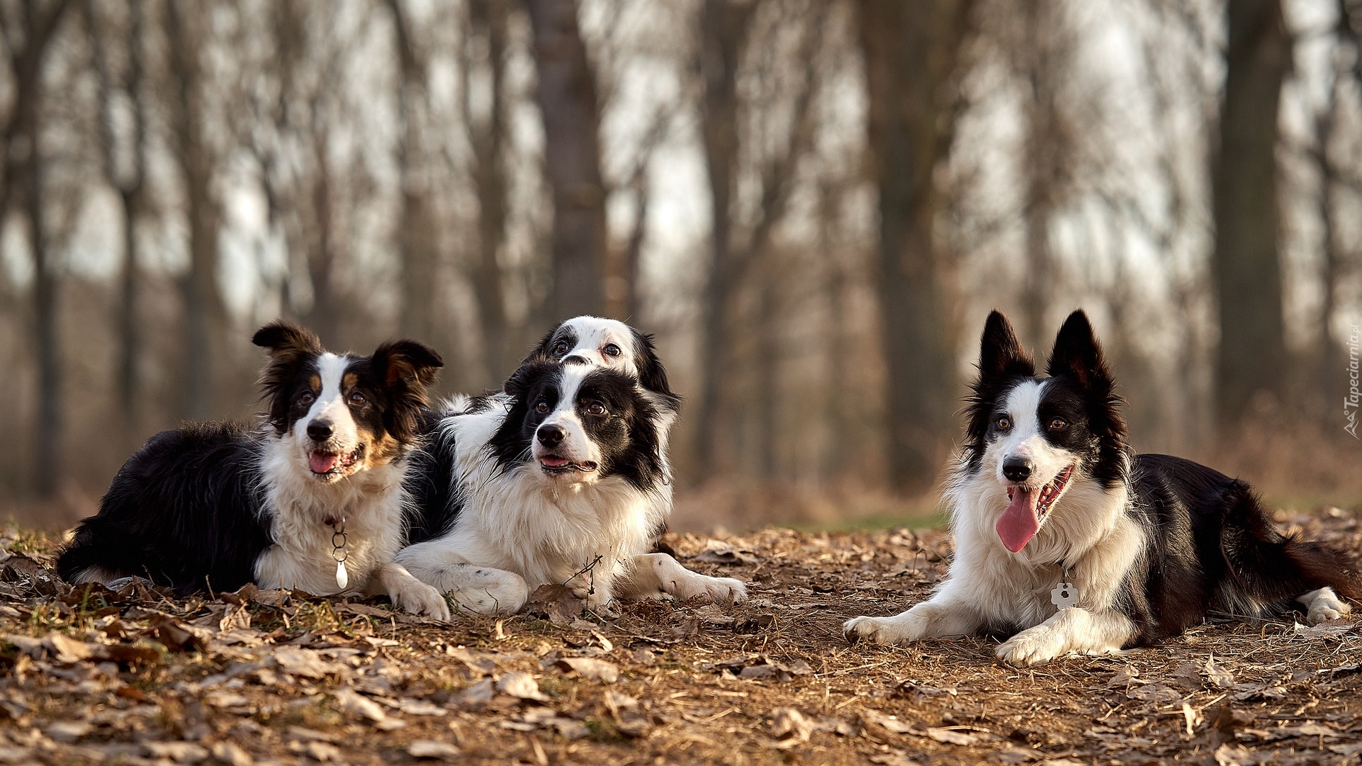 Psy, Cztery, Border collie, Drzewa