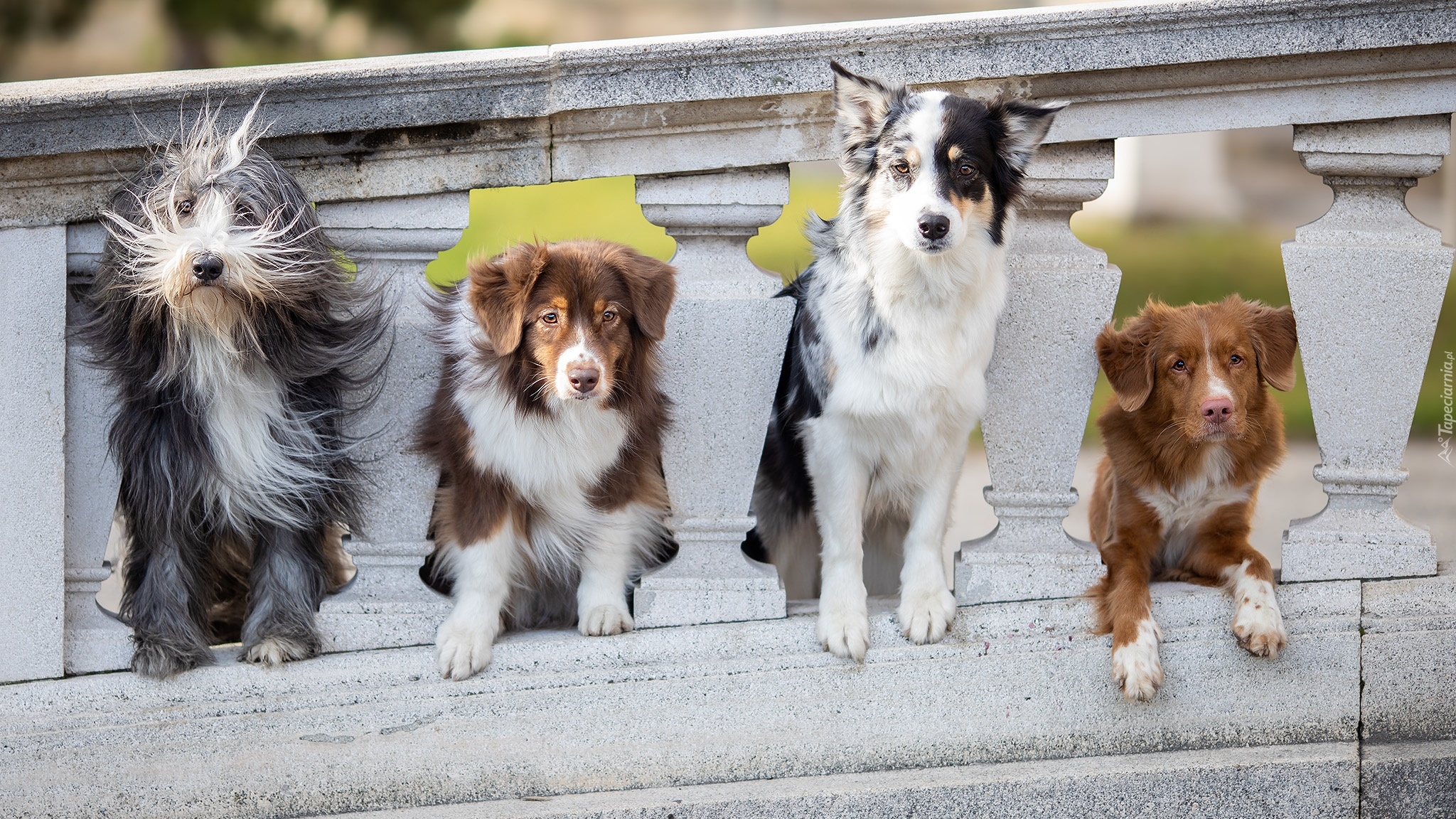 Cztery, Psy, Owczarek staroangielski Bobtail, Owczarek australijski, Border collie, Retriever z Nowej Szkocji, Kamienna, Balustrada