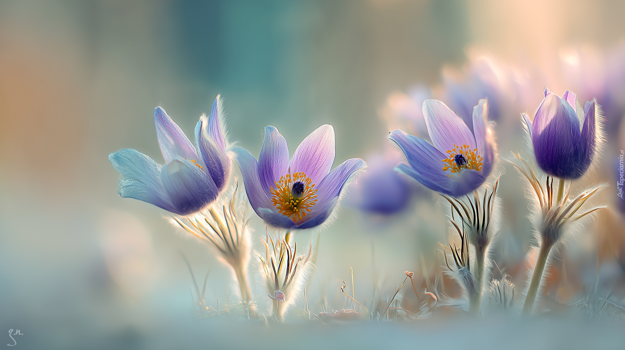 Cztery, Sasanki, Kwiaty, Grafika AI