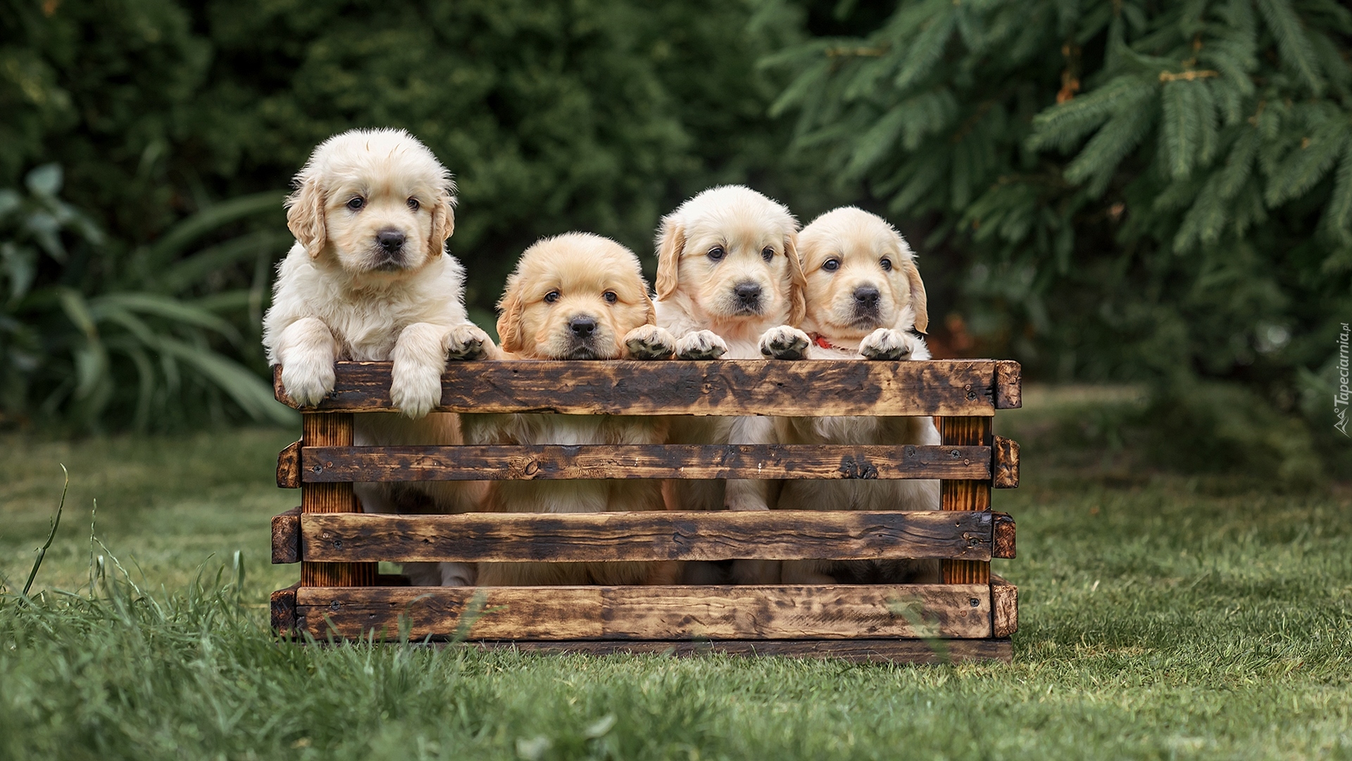 Cztery, Psy, Szczeniaki, Golden retrievery, Skrzynka