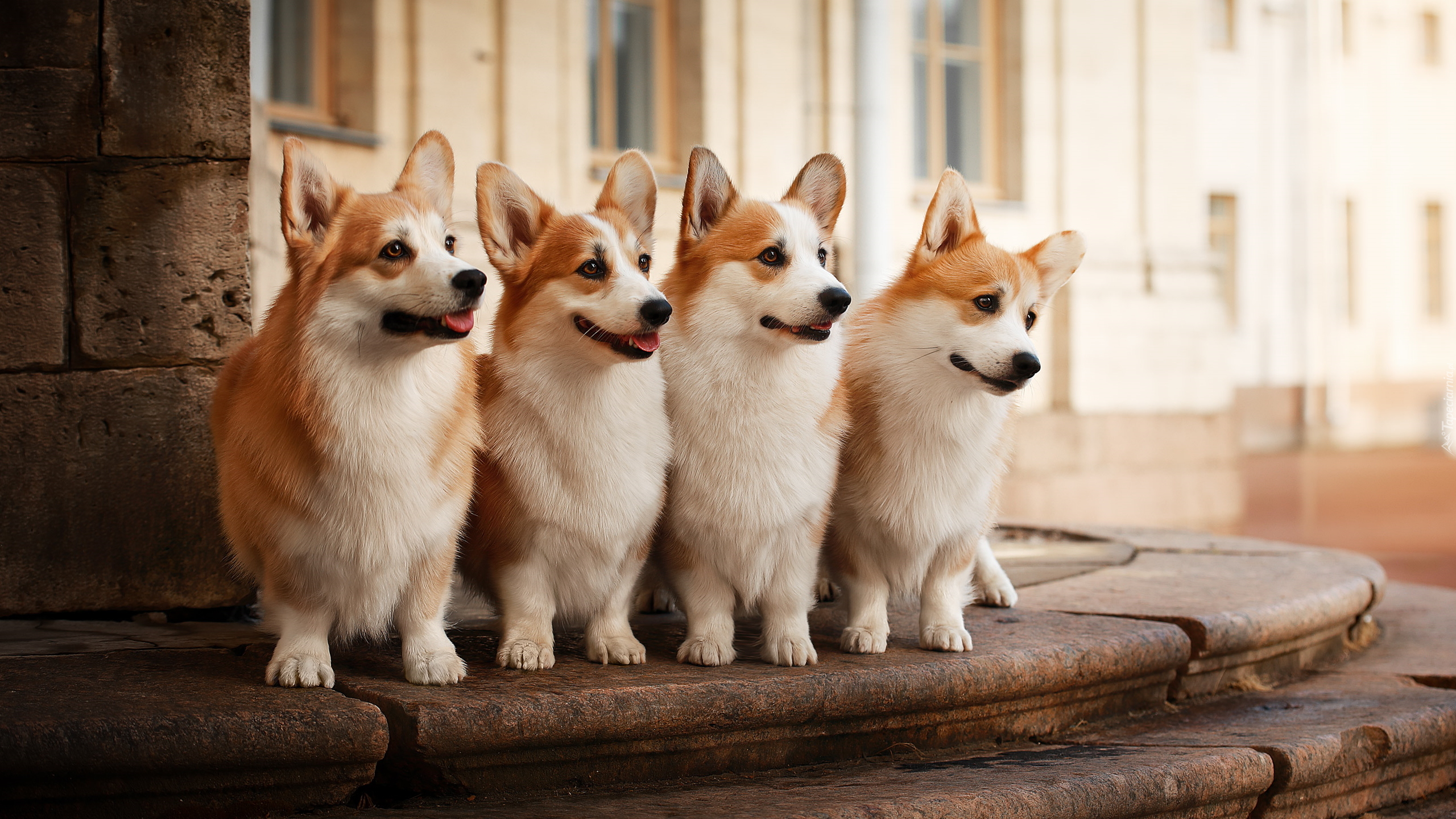 Cztery, Psy, Welsh corgi pembroke