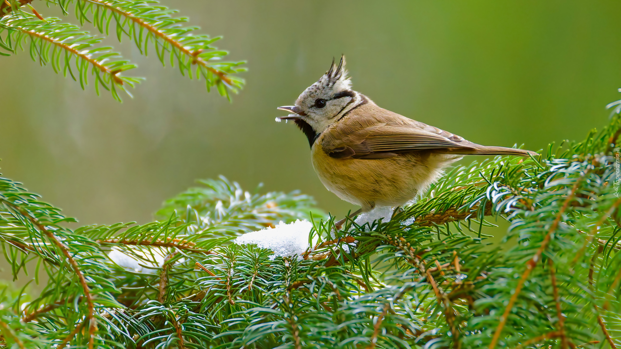 Czubatka europejska, Sikora czubatka, Ptak, Iglasta, Gałązka