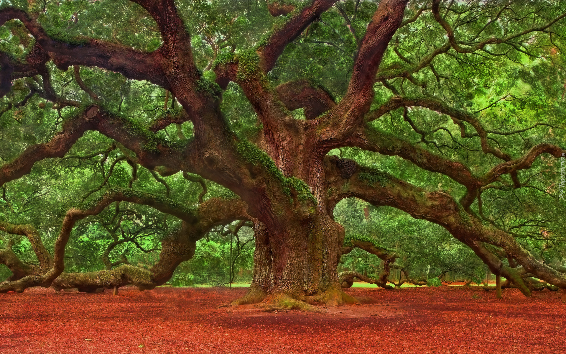 Drzewo, Pięćsetletni, Dąb, Rozłożyste, Konary, Angel Oak Tree, Charleston, Stan Karolina Południowa, Stany Zjednoczone