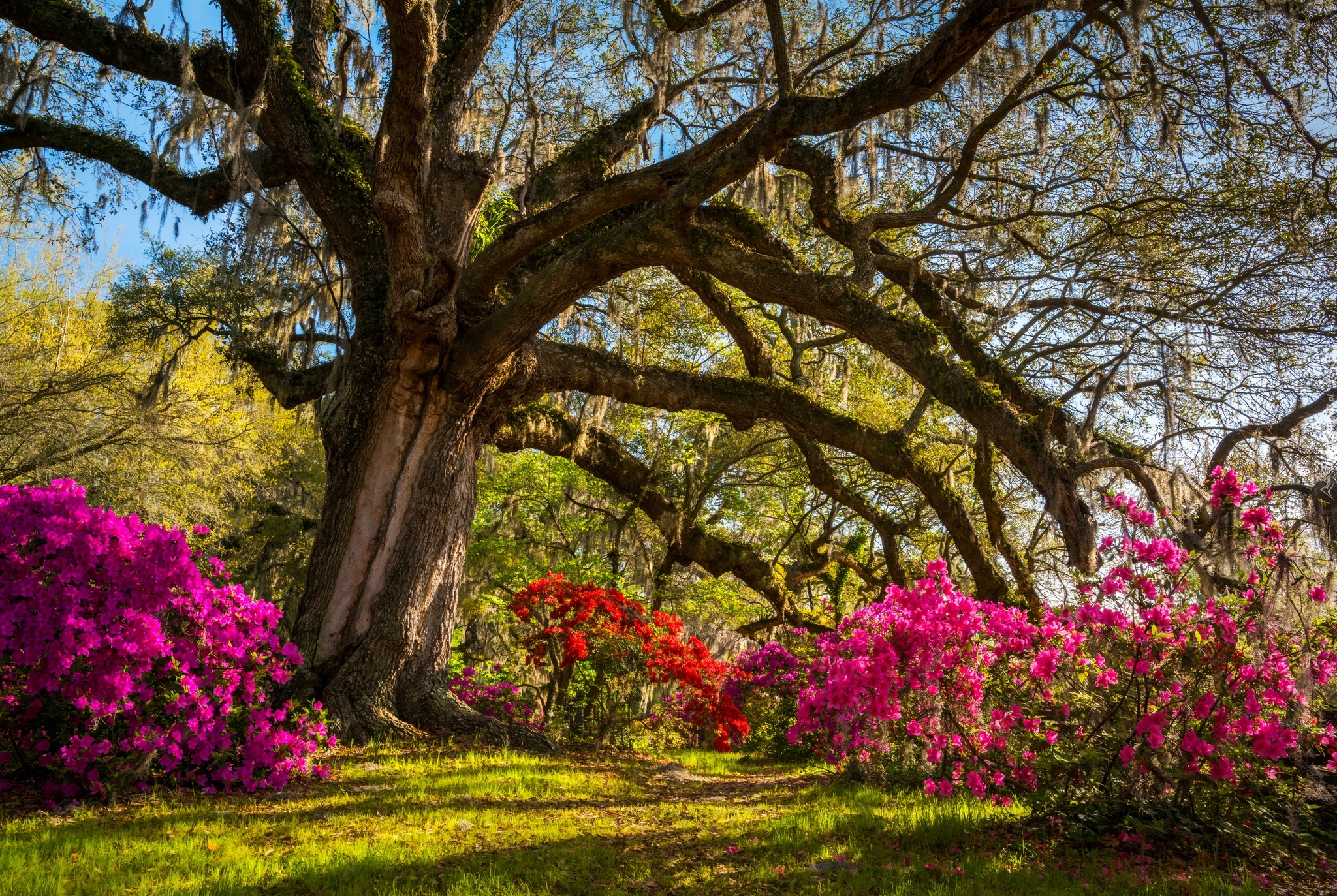 Stany Zjednoczone, Stan Karolina Południowa, Hrabstwo Charleston, Wyspa Johns Island, Angel Oak Park, Angel Oak - Dąb Anielski, Dąb wirginijski,  Drzewo, Rododendrony