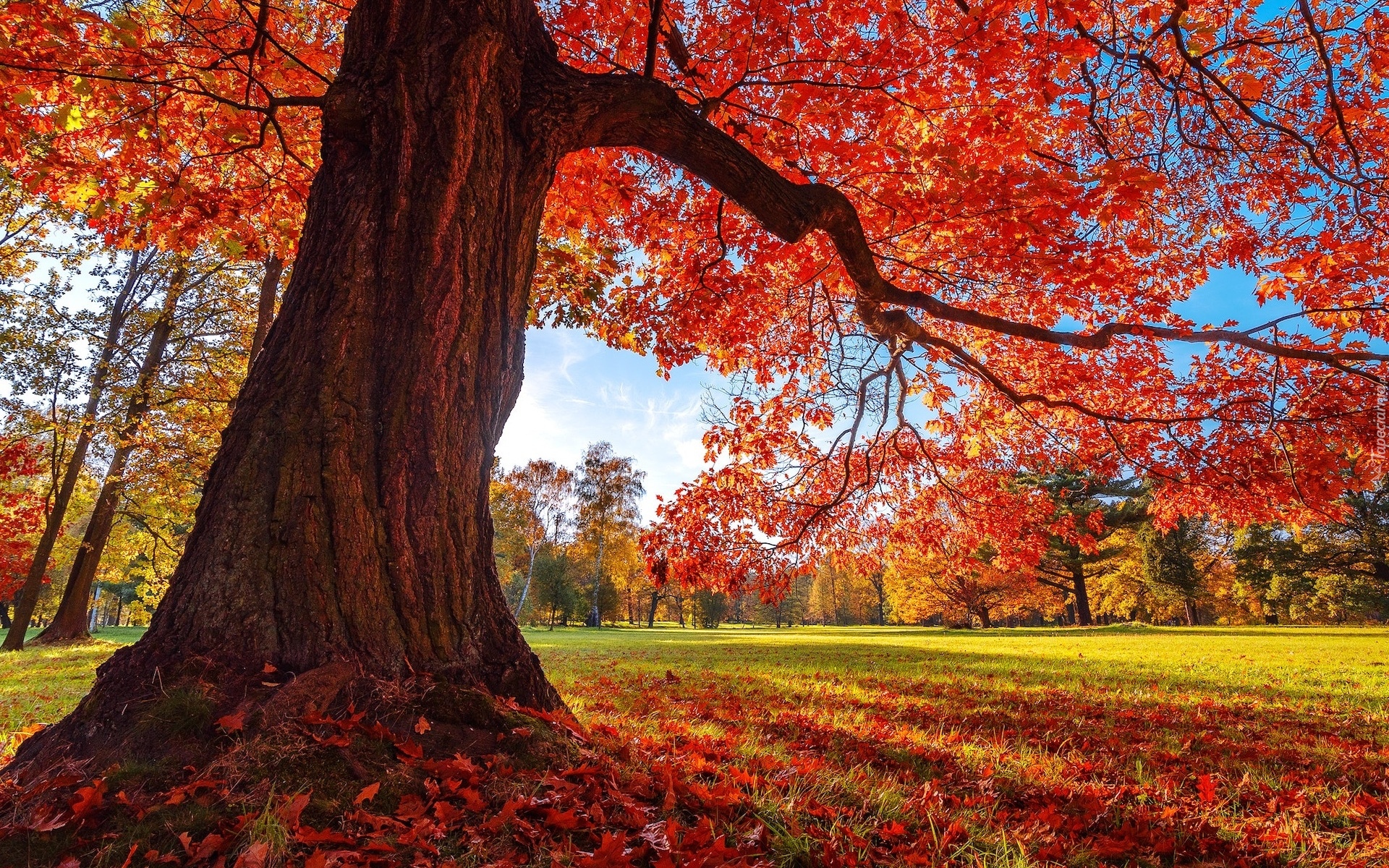 Park, Drzewo, Dąb, Jesień, Liście