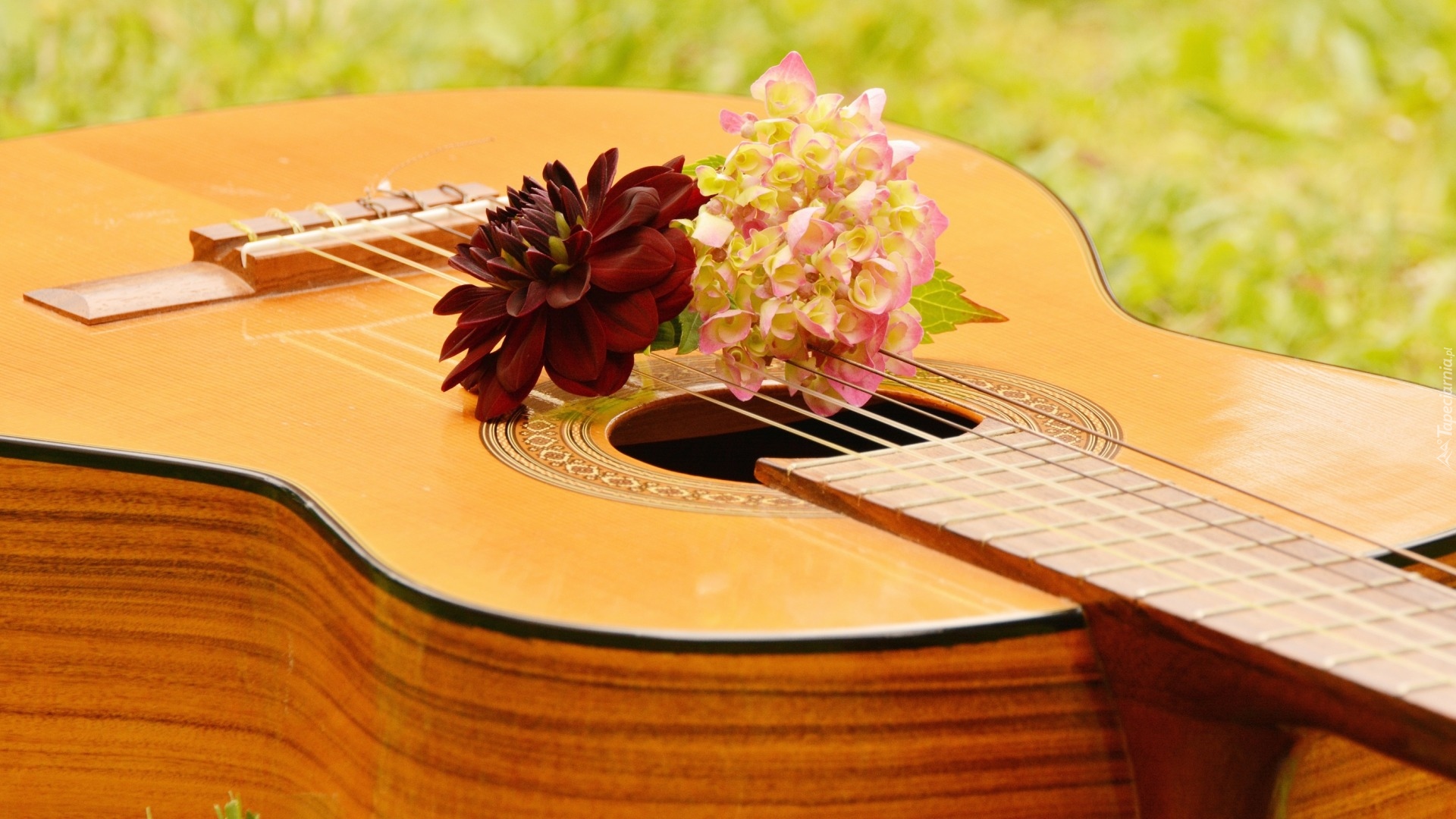 Gitara, Kwiaty, Hortensja, Dalia