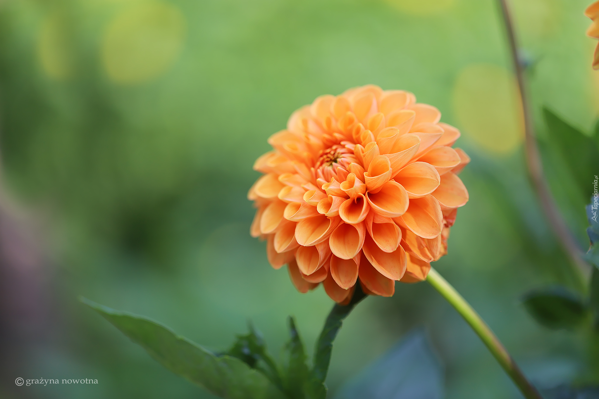 Pomarańczowa, Dalia, Kwiat