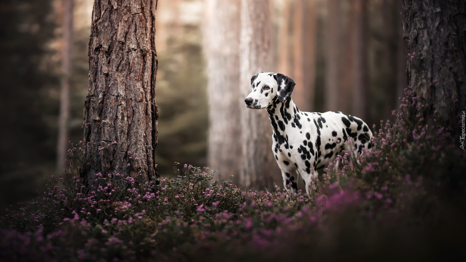 Pies, Dalmatyńczyk, Las, Pnie, Drzew, Kwiaty