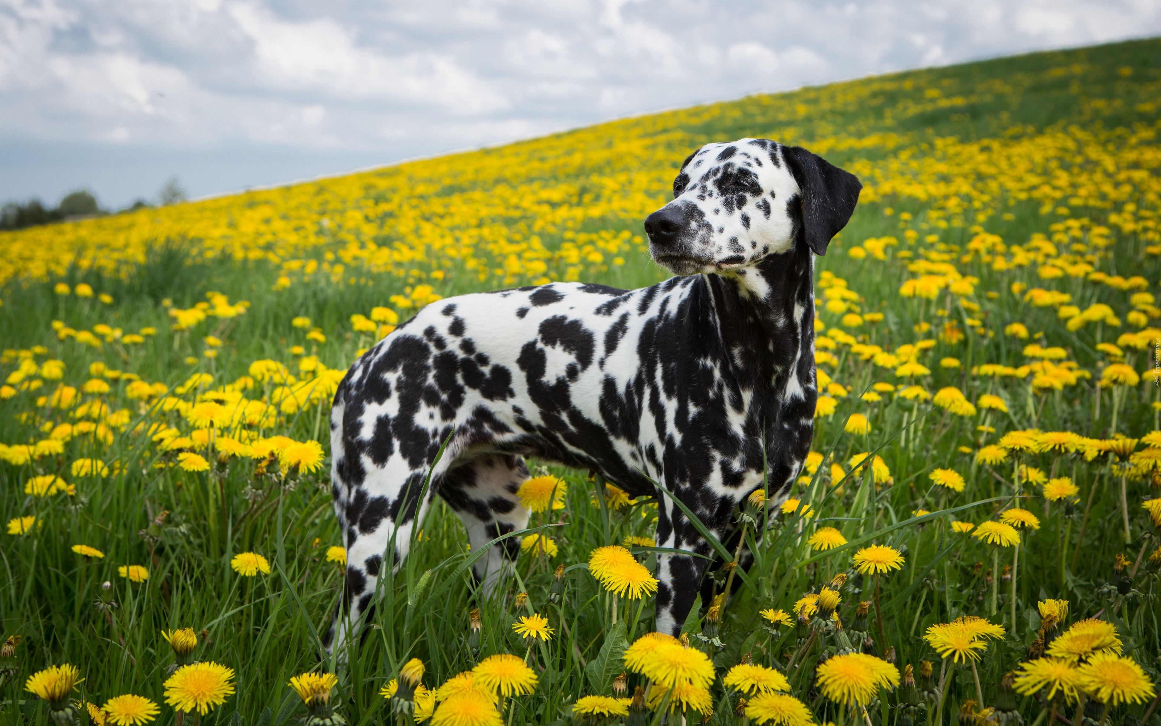 Dalmatyńczyk, Pies, Mlecze, Kwiaty