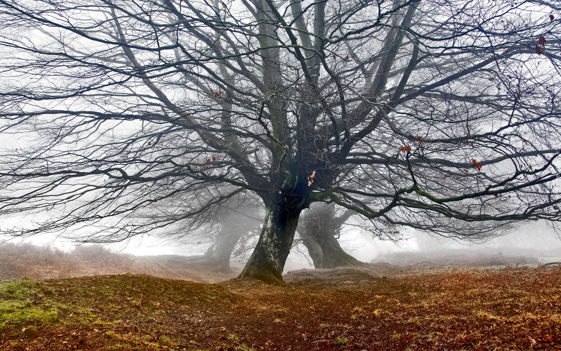 Walia, Park Narodowy Brecon Beacons, Wzgórze Blorenge, Bezlistne, Drzewa, Mgła, Jesień, Dęby, Wzgórze Blorenge