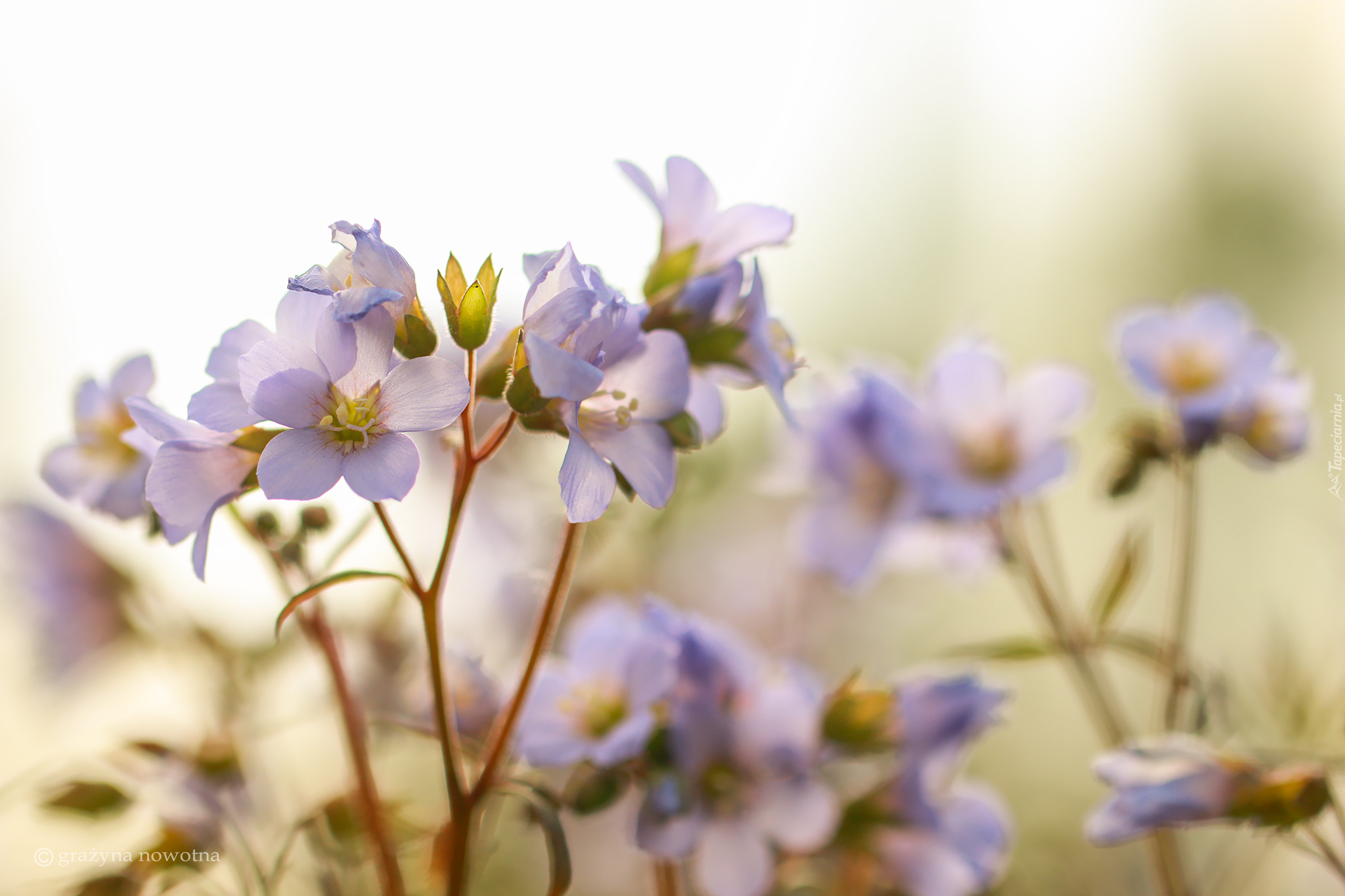 Blado-fioletowe, Kwiaty