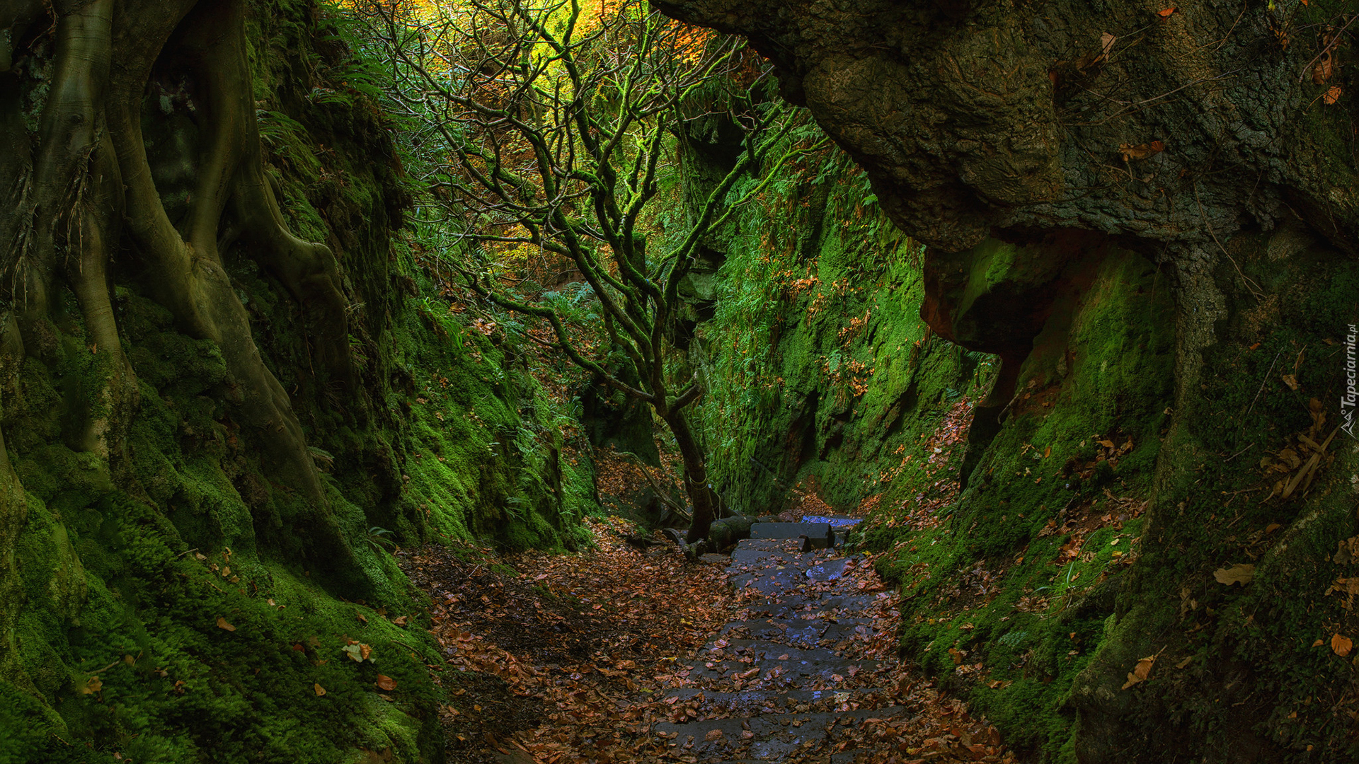 Szkocja, Hrabstwo Stirlingshire, Wąwóz Finnich Glen, Diabelskie schody - The Devils Staircase, Skały, Drzewa, Mech