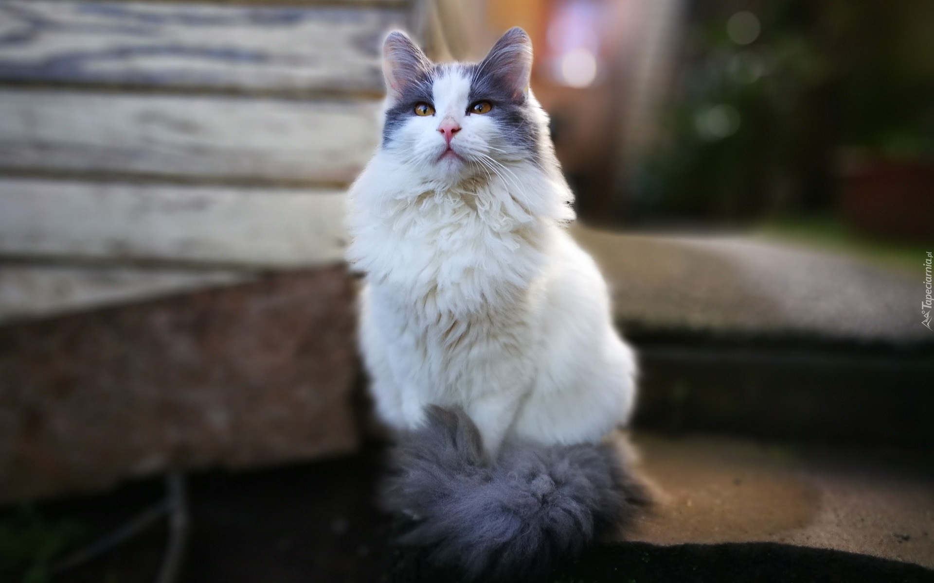Kot, Długowłosy, Biało-szary