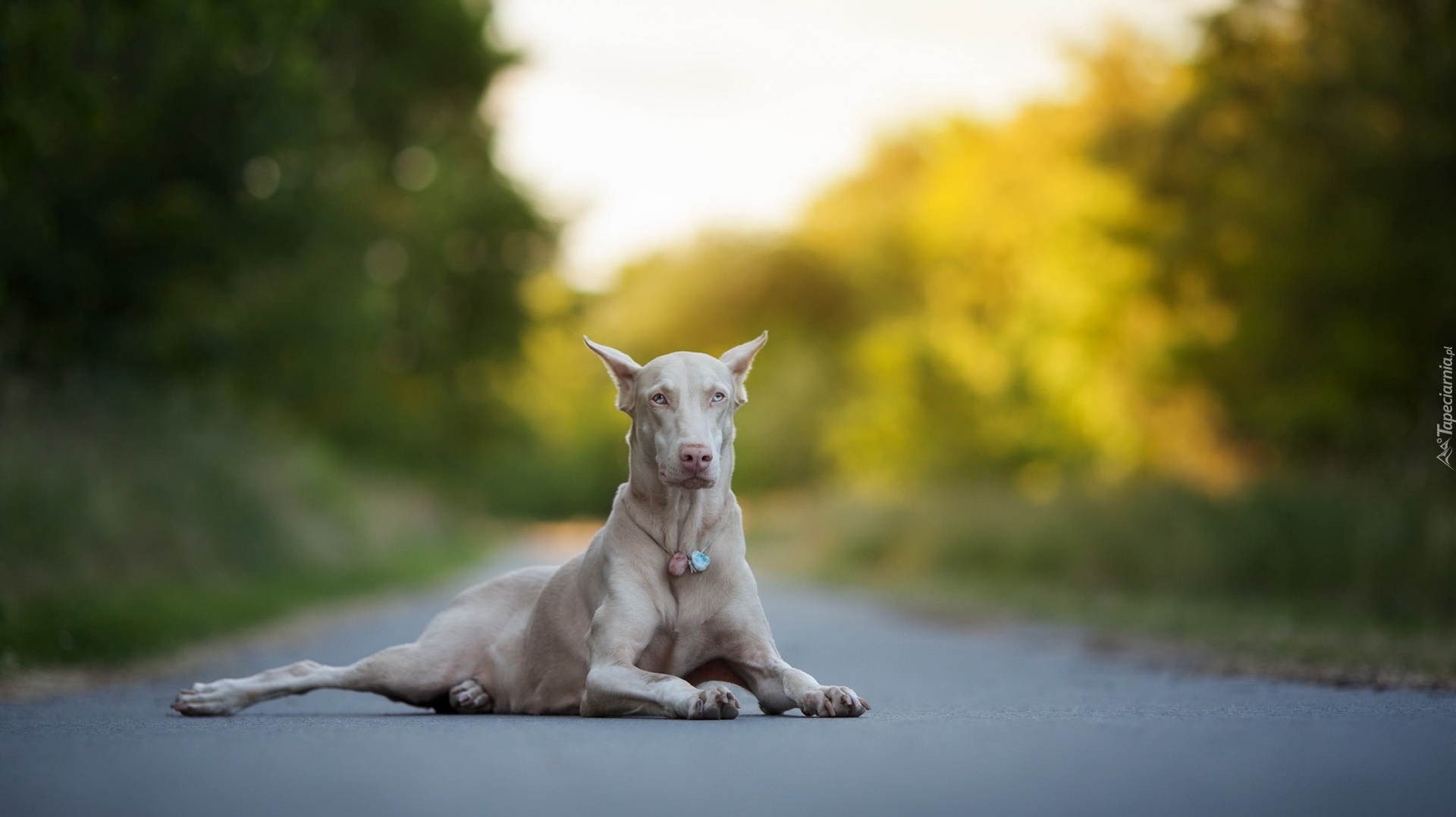 Pies, Doberman, Albinos, Droga