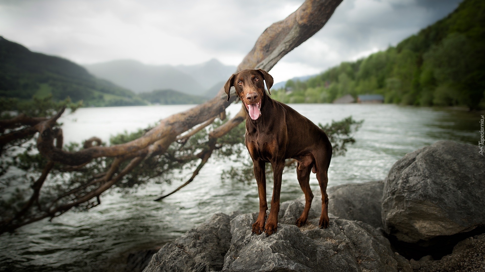 Pies, Doberman, Kamienie, Konar, Krajobraz, Woda, Góry