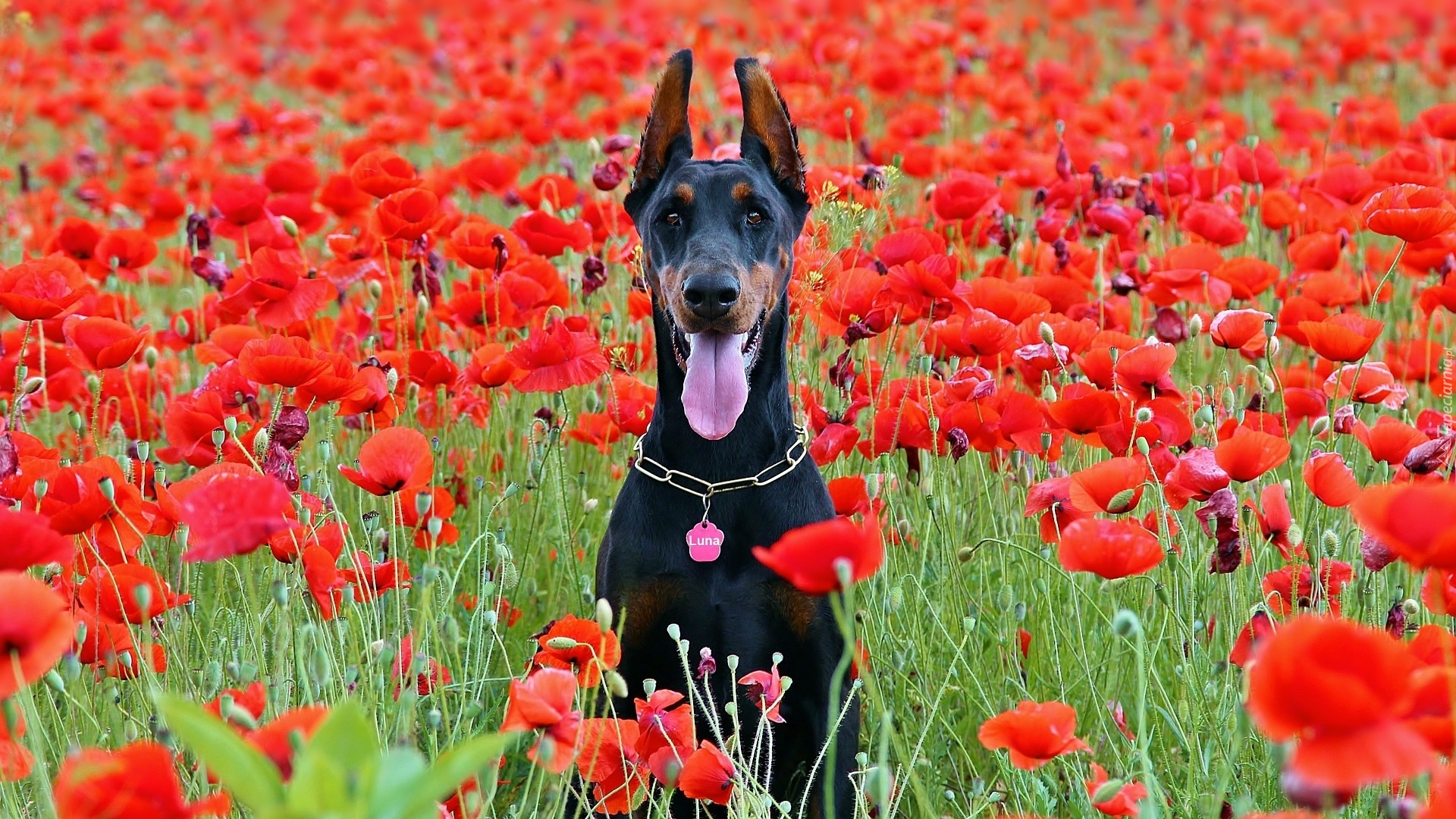 Pies, Doberman, Łąka, Maki