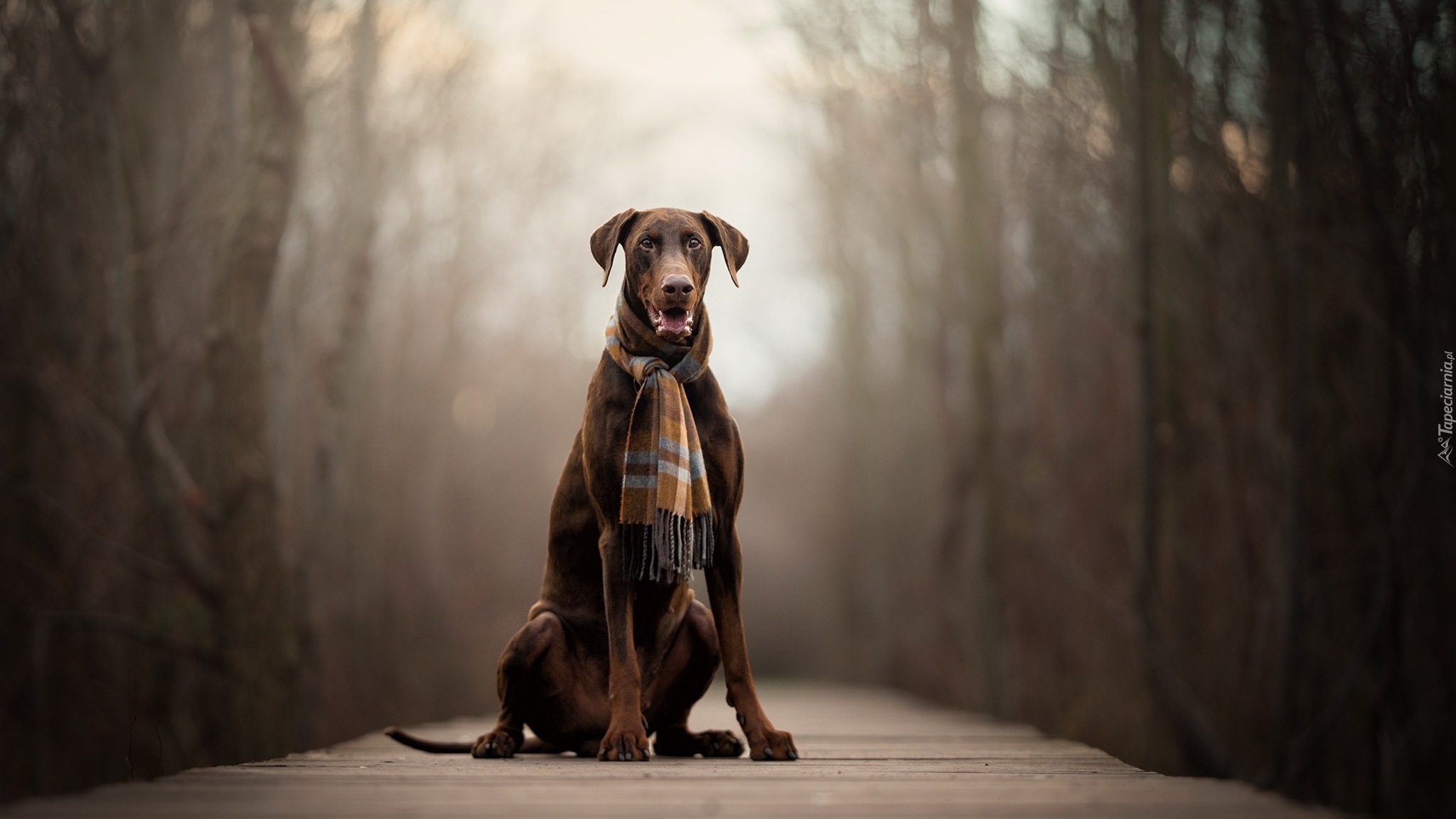 Pies, Doberman, Szalik, Kładka
