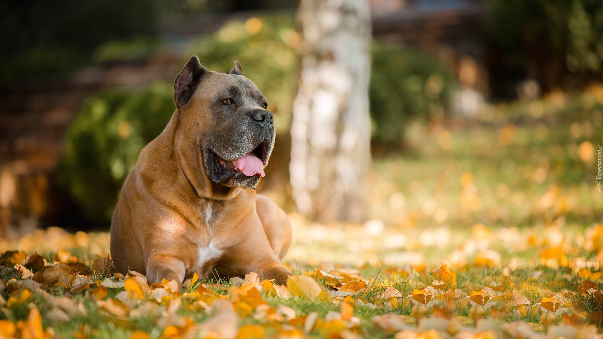 Dog kanaryjski, Perro de presa canario