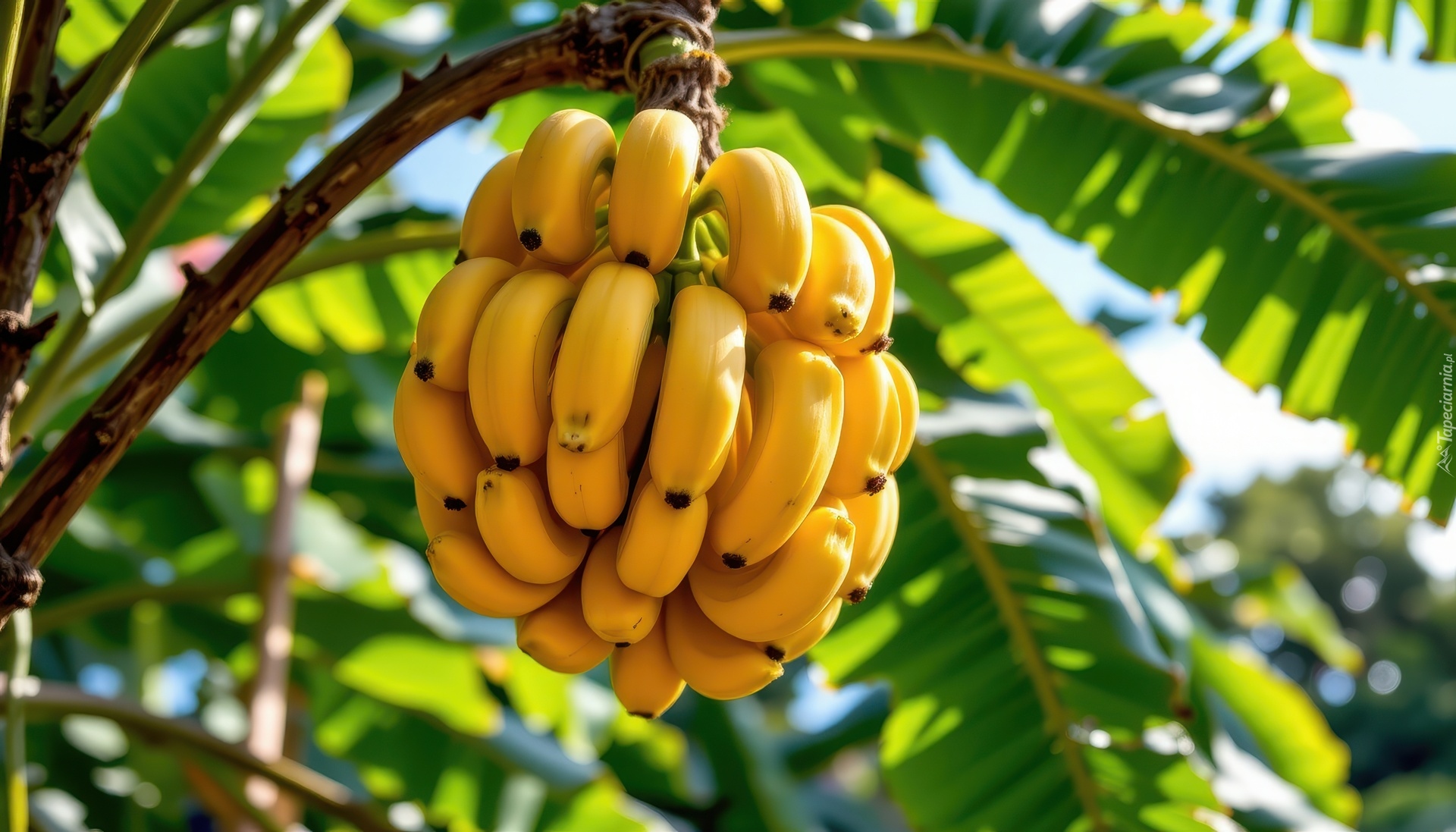 Banany, Owoce, Gałąź, Liście, Grafika AI