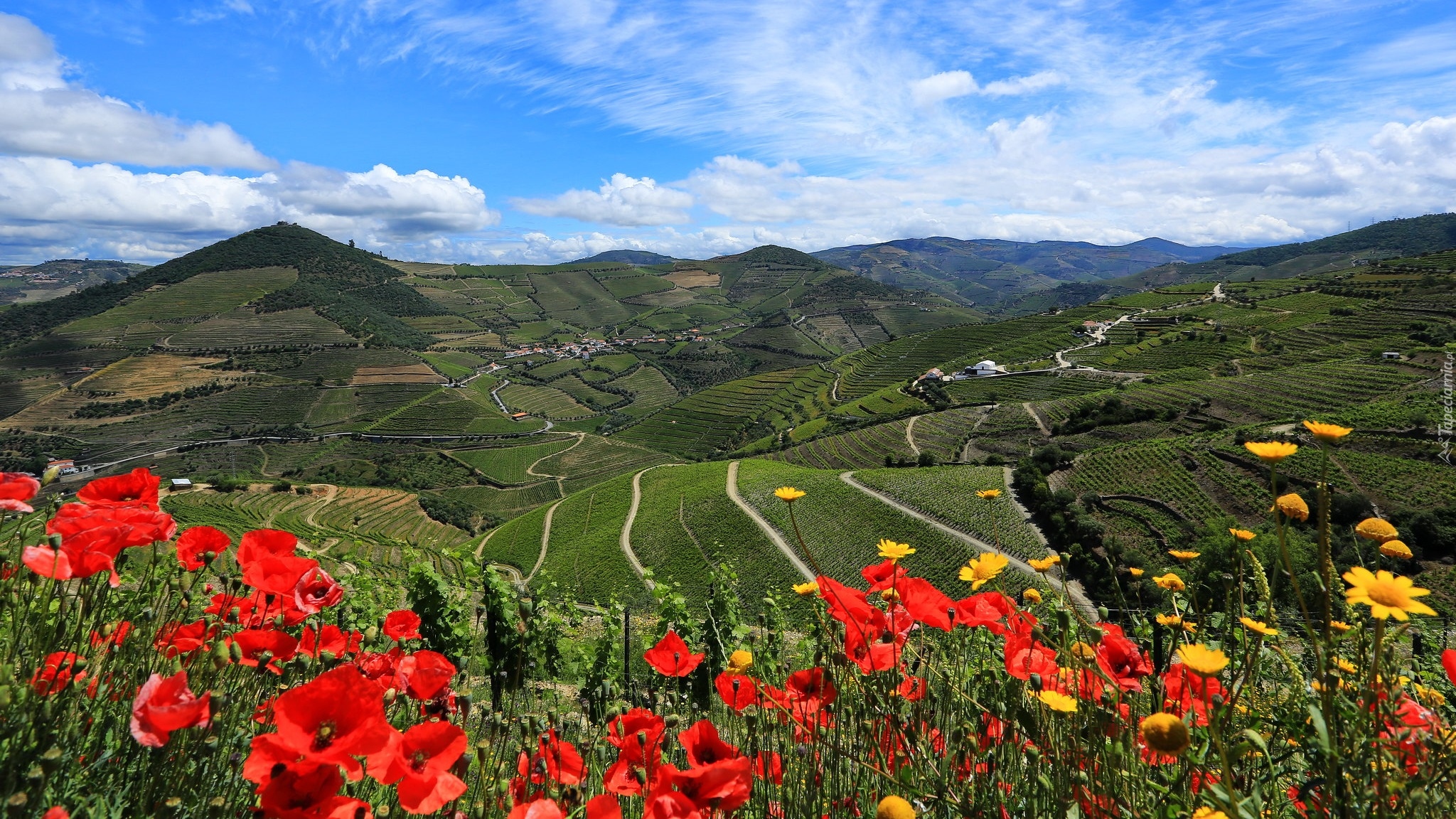 Góry, Wzgórza, Pola, Drogi, Kwiaty, Maki, Domy, Dolina, Douro Valley, Portugalia