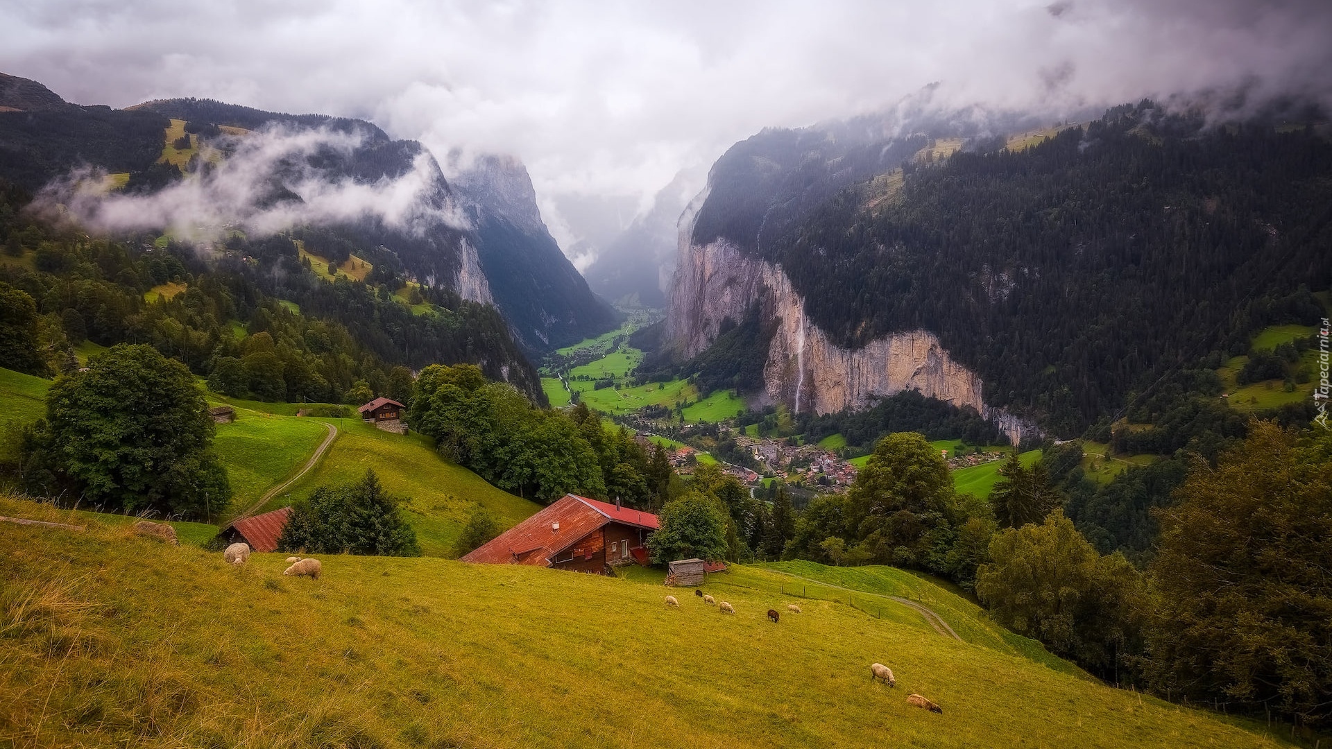 Szwajcaria, Góry, Alpy, Dolina Lauterbrunnental, Mgła, Domy, Łąka, Drzewa, Owce