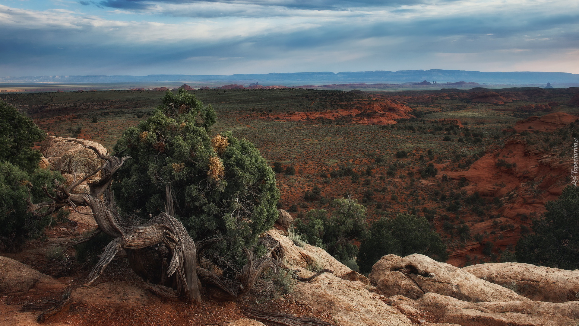 Wyżyna Kolorado, Region Monument Valley, Dolina Pomników, Rośliny, Skały, Stan Arizona, Stany Zjednoczone