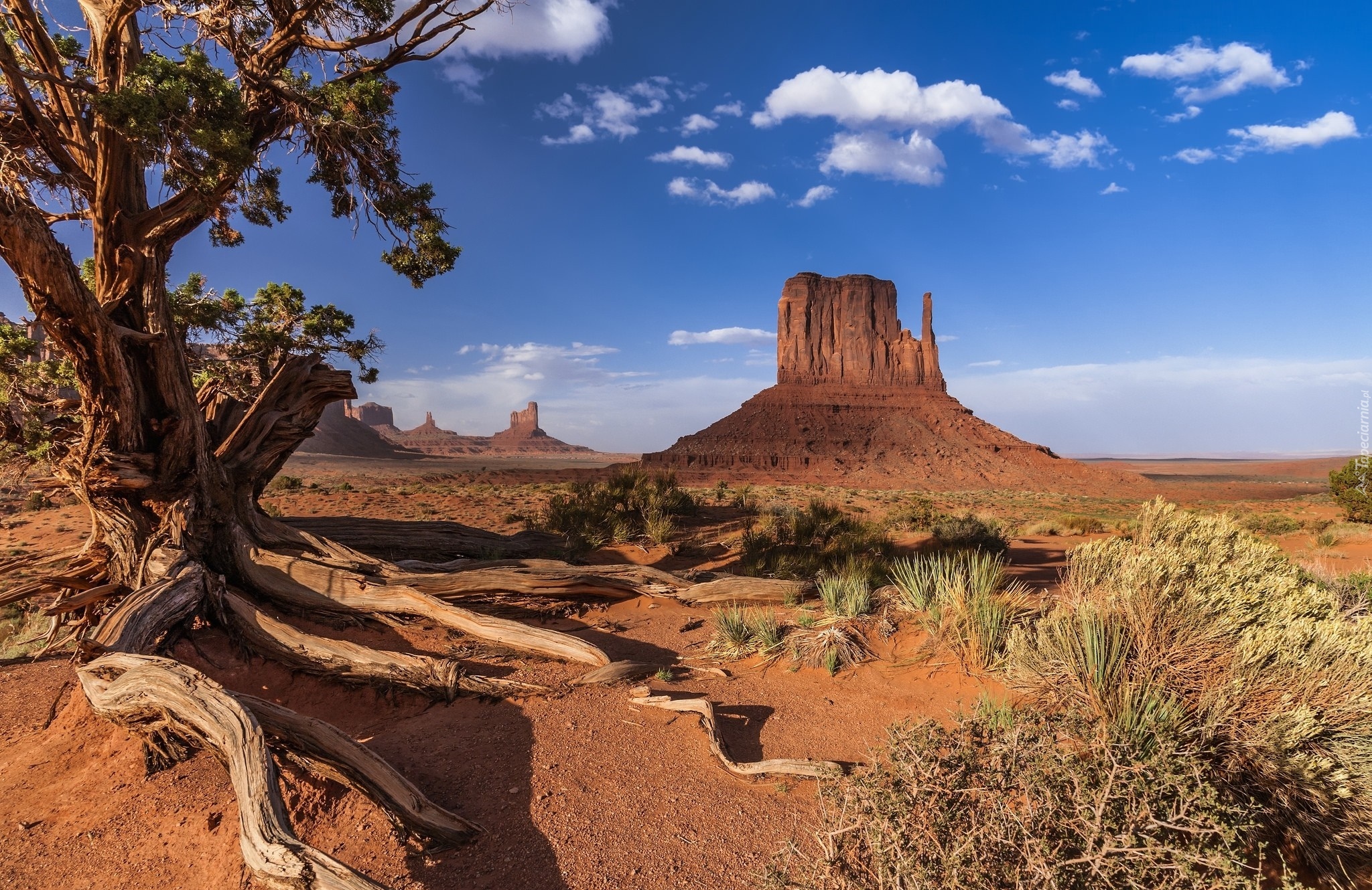 Stany Zjednoczone, Wyżyna Kolorado, Monument Valley, Dolina Pomników, Skały, Drzewo