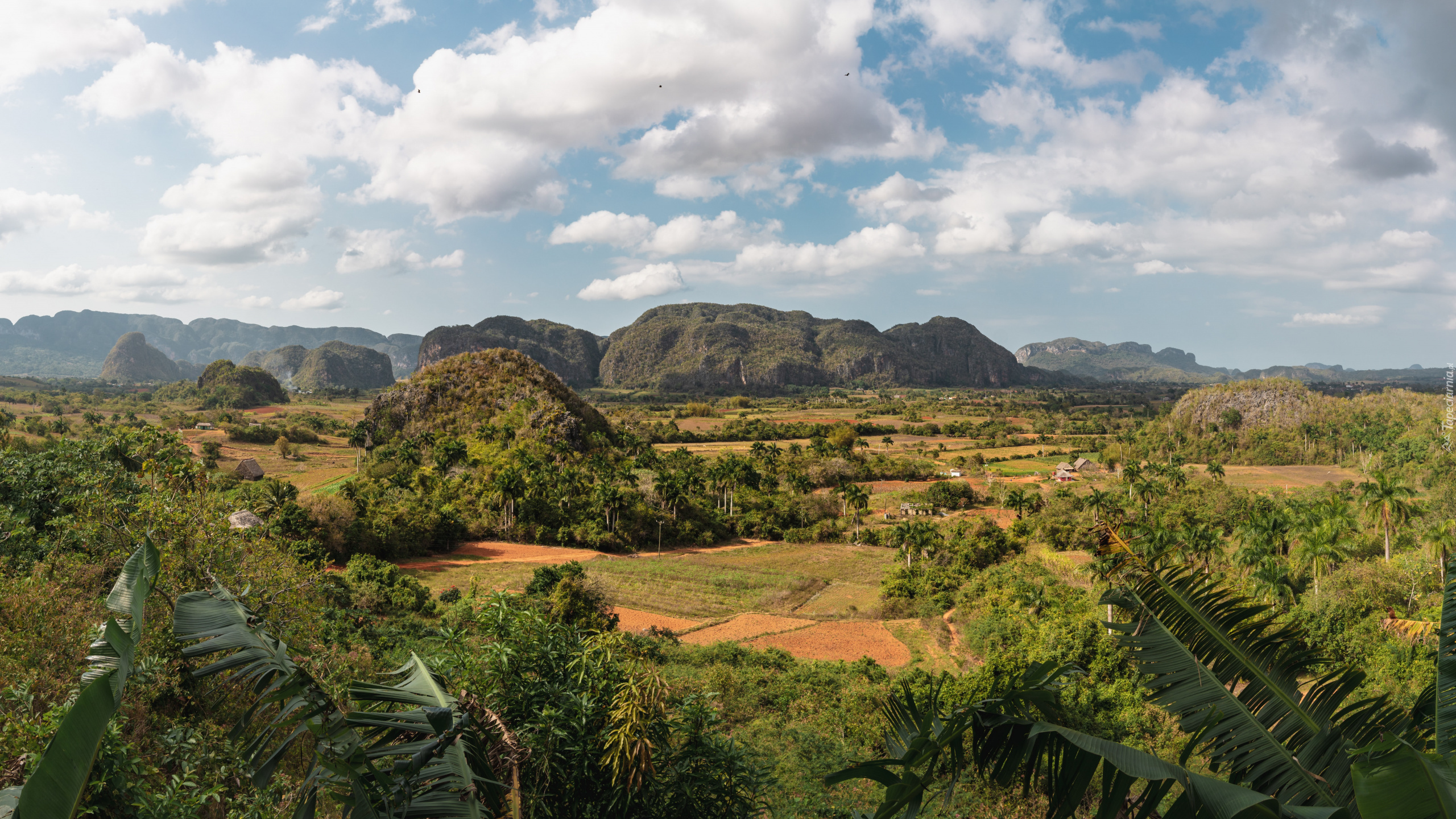 Kuba, Góry, Sierra de los Organos, Pole, Drzewa, Palmy, Domki, Dolina, Valle de Vinales