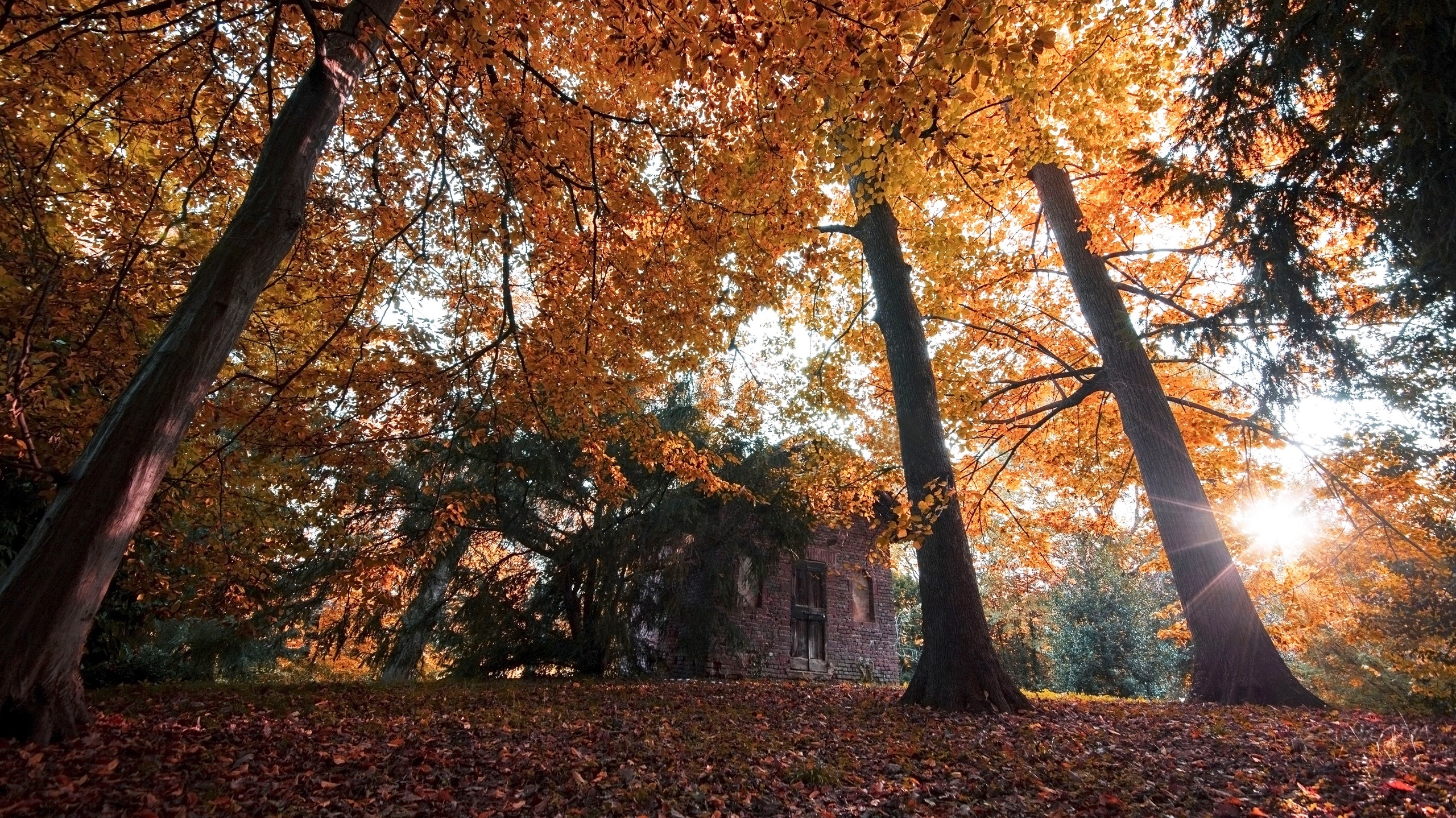 Park, Drzewa, Dom, Liście, Promienie słońca, Jesień