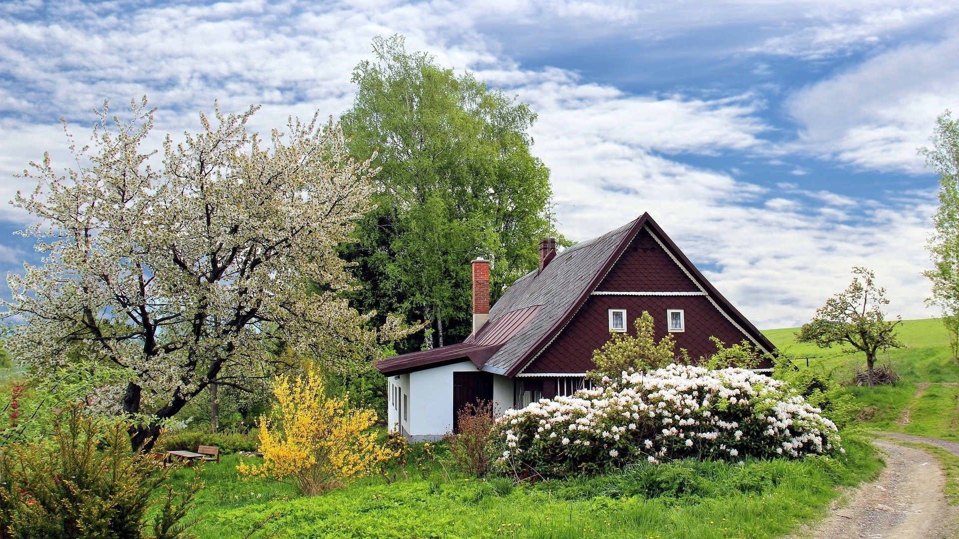 Domek, Droga, Kwitnące, Krzewy, Drzewa, Wiosna