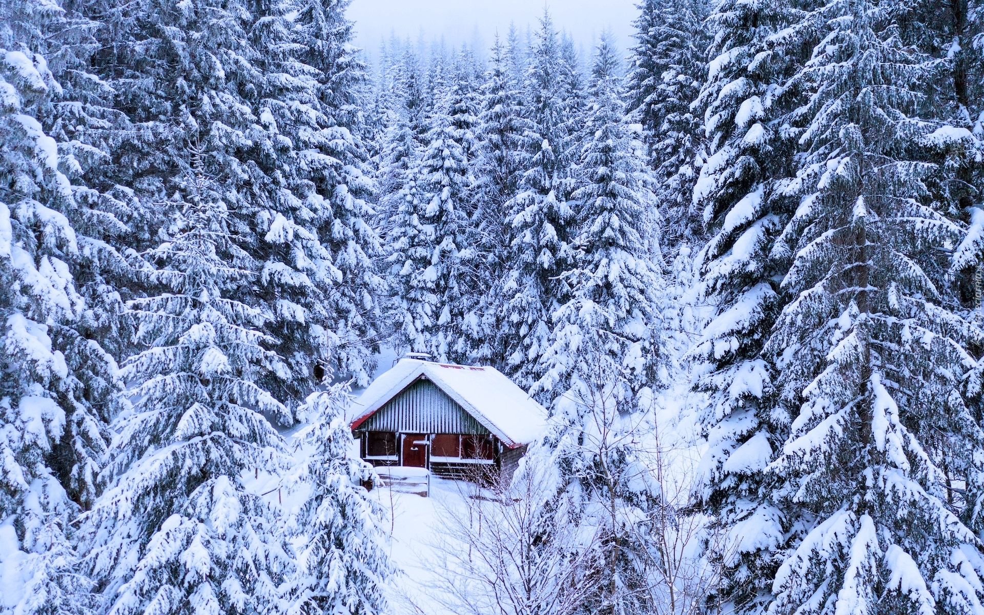 Las, Ośnieżone, Drzewa, Dom, Schwarzwald, Niemcy, Zima