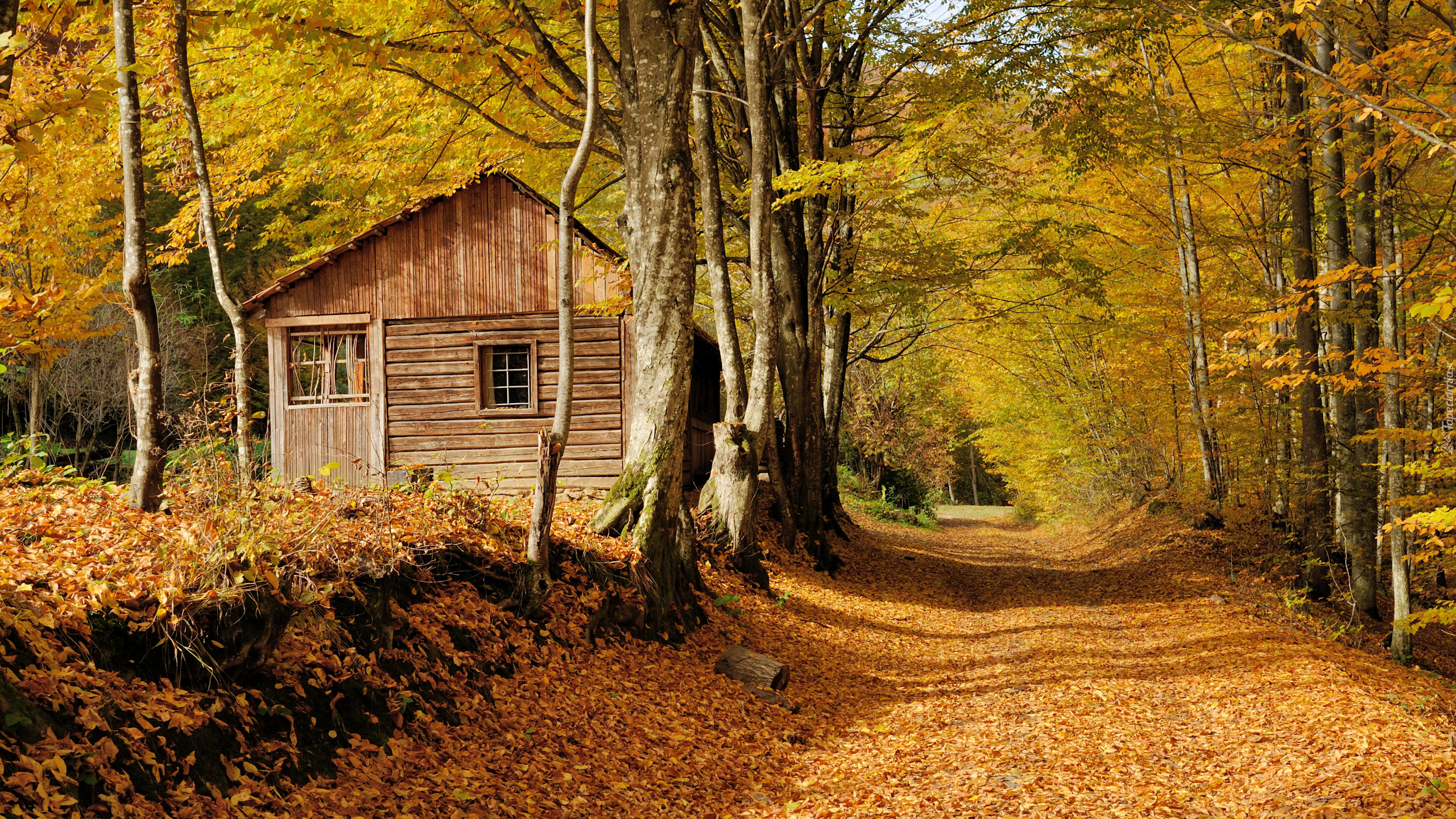 Jesień, Drzewa, Las, Droga, Drewniany, Domek