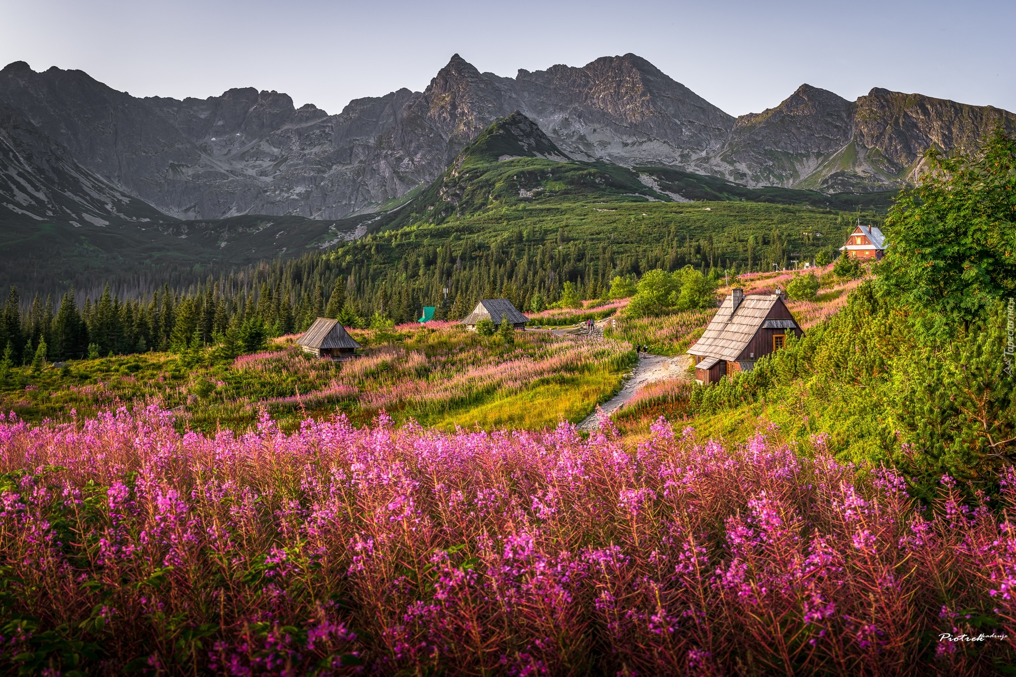 Góry, Tatry, Hala Gąsienicowa, Łąka, Domy, Drewniane, Kwiaty, Wierzbówka kiprzyca, Tatrzański Park Narodowy, Polska